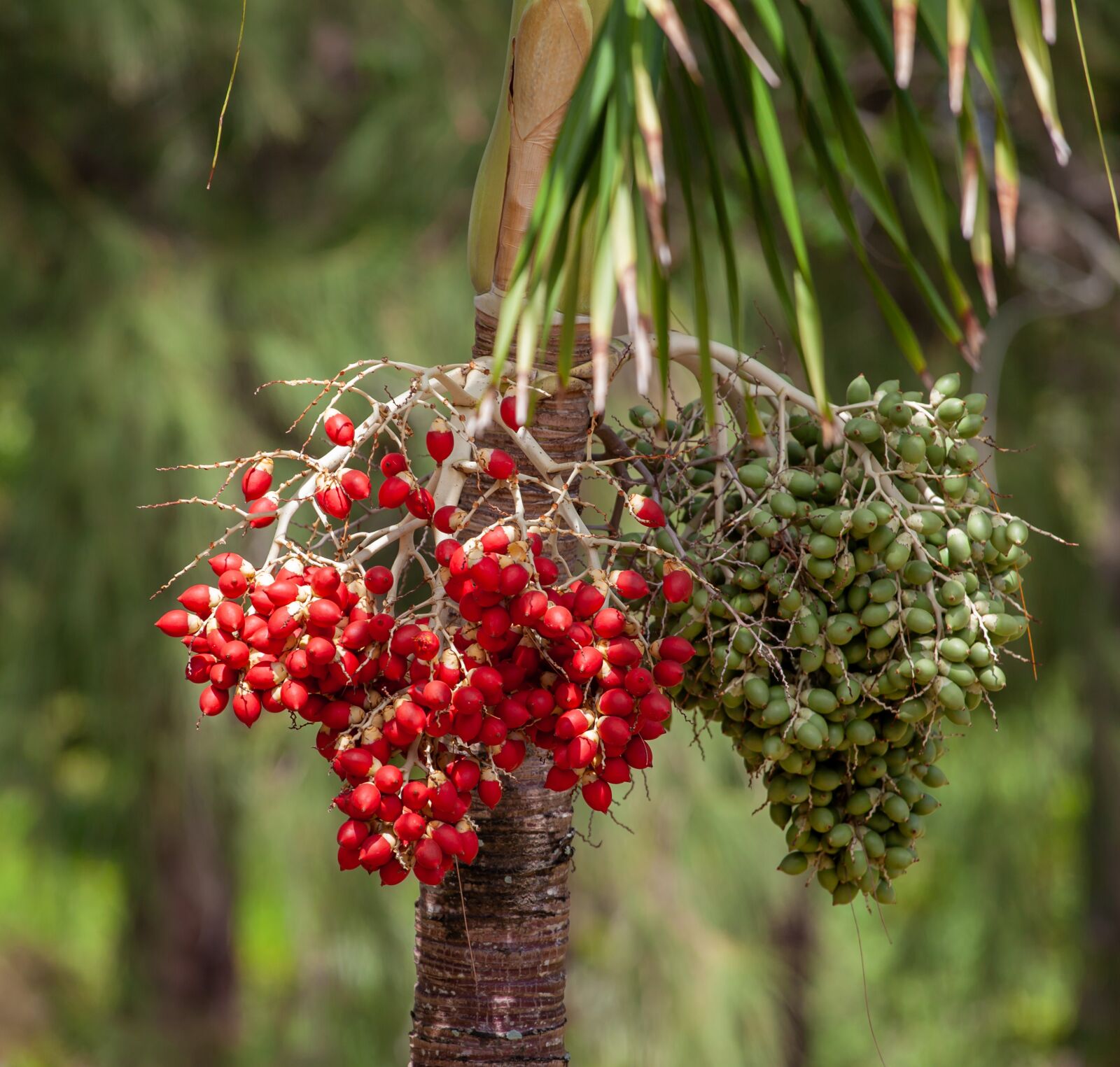Canon EF 70-200mm F4L USM sample photo. Wild coffee beans, fresh photography