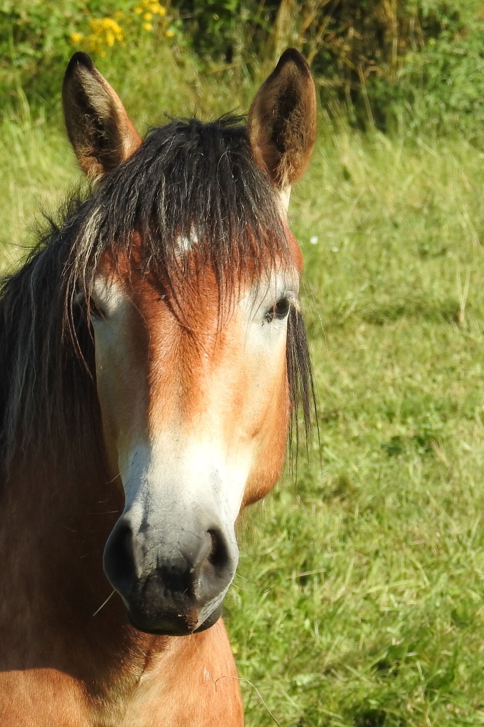 Nikon Coolpix P900 sample photo. Horse, cold blooded animals photography