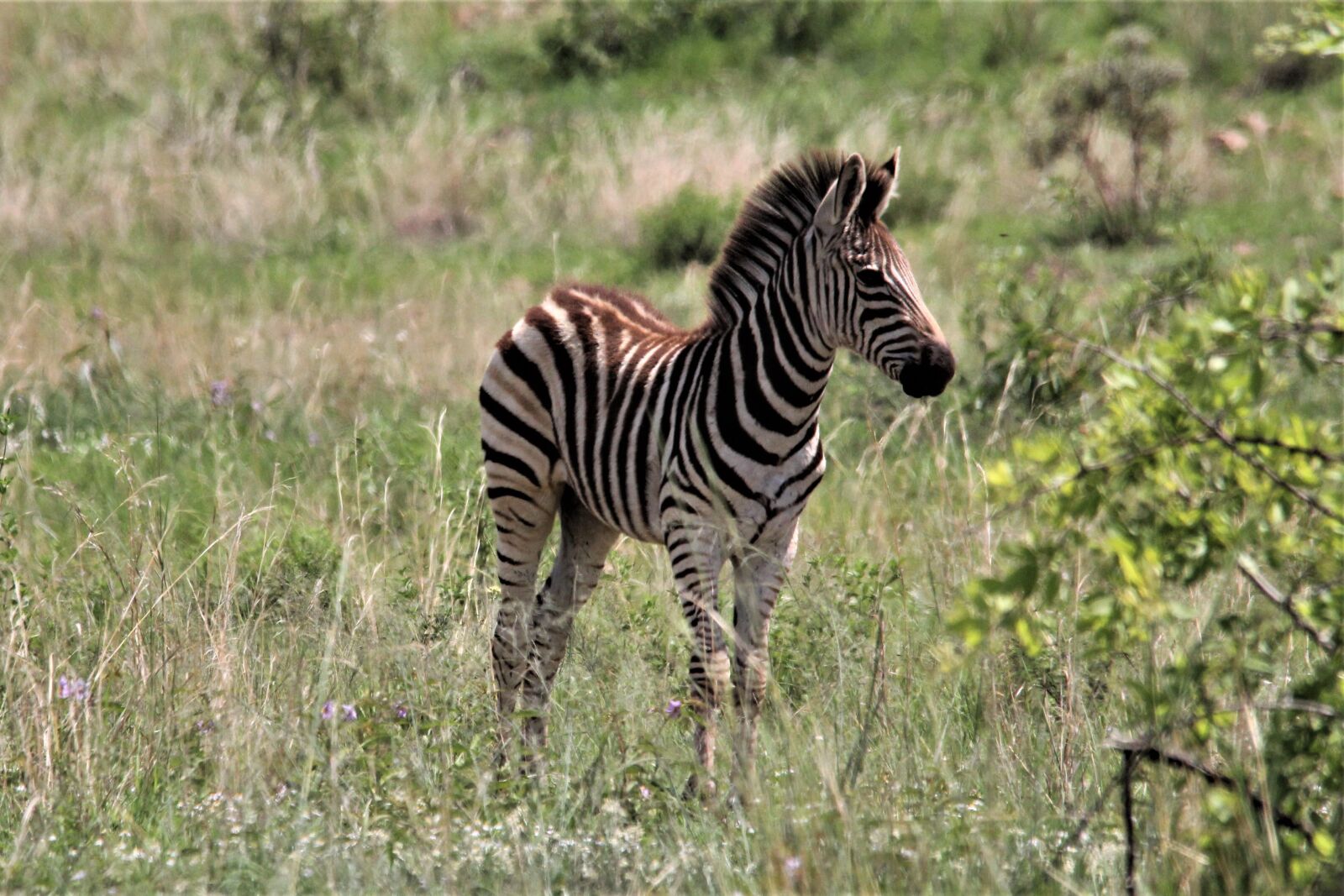 Canon EOS 60D sample photo. Zebra, young, grass photography