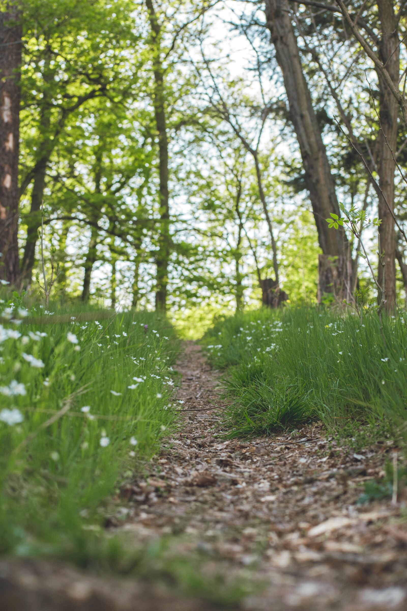 Nikon D5600 sample photo. Spring, path, flowers photography