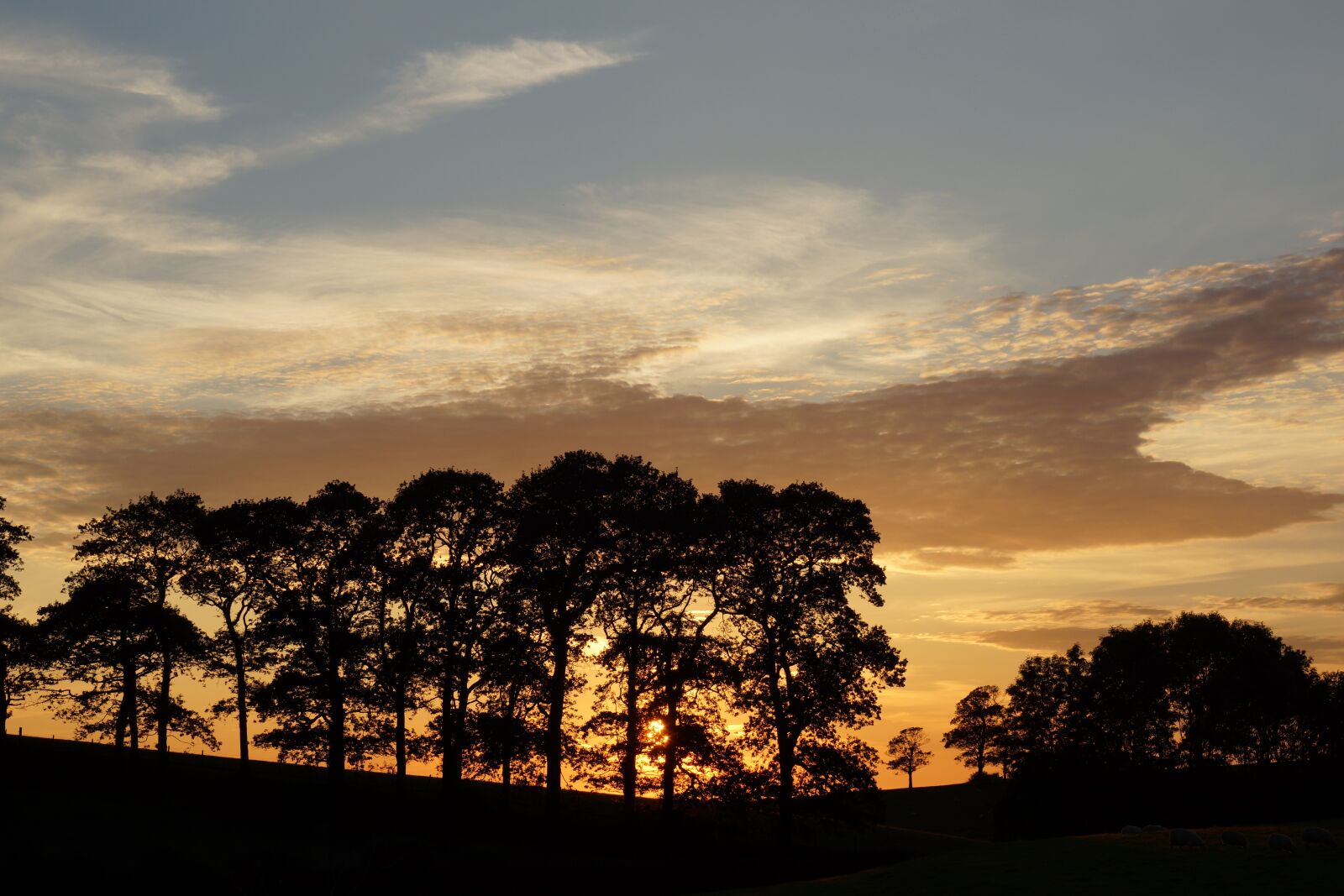 Sony Alpha NEX-7 sample photo. Trees, silhouette, evening photography