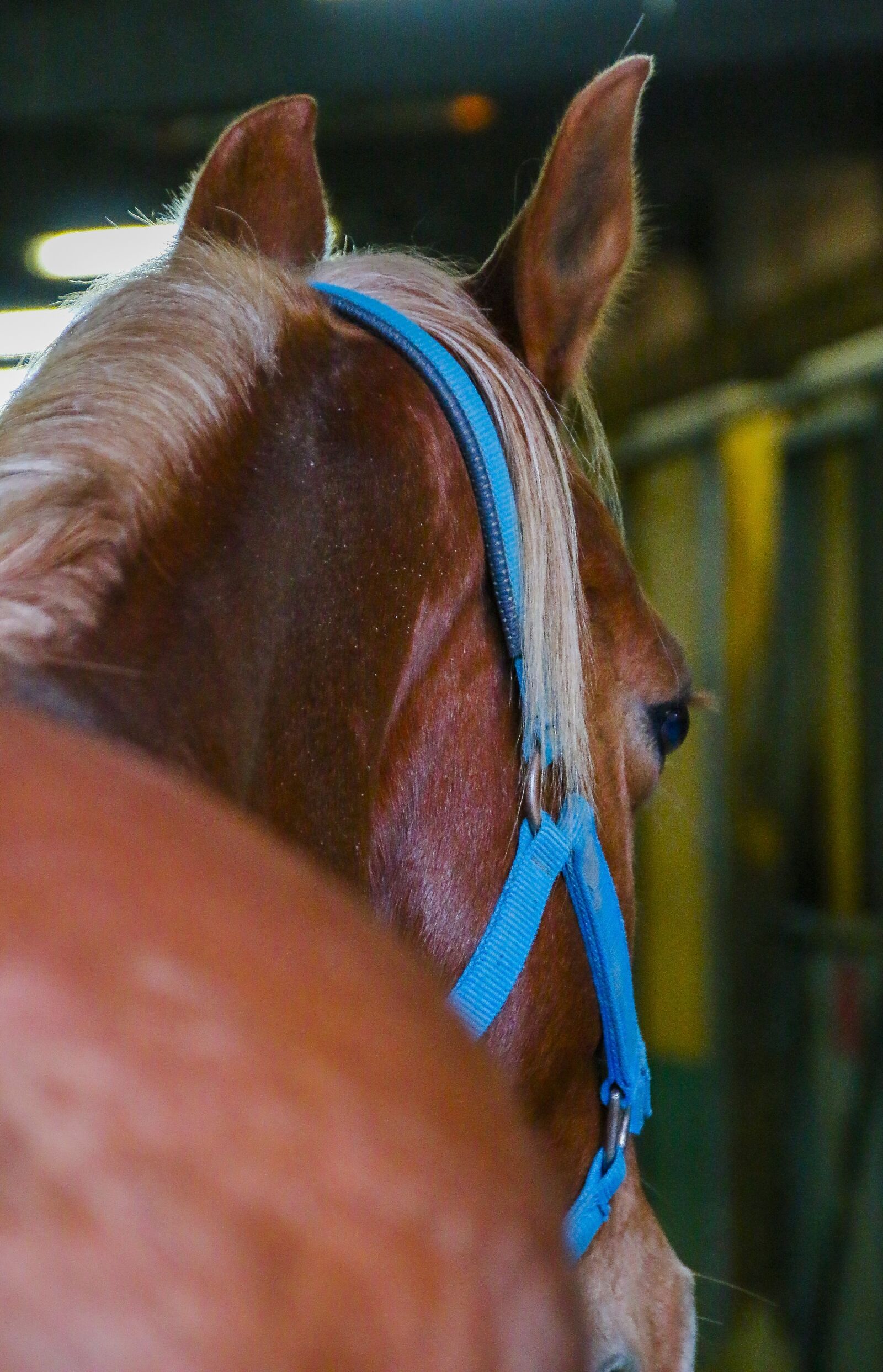 Canon EOS 70D sample photo. Horses, stables, equestrian photography