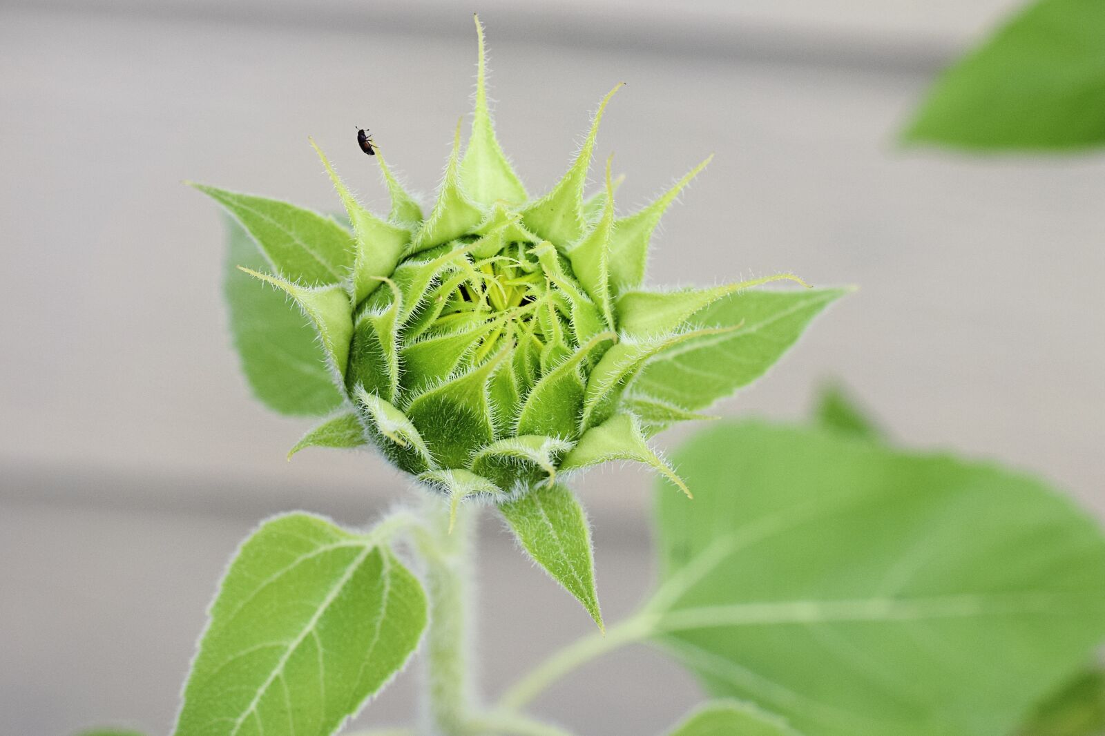 Nikon D5300 sample photo. Sunflower, flower, farm photography