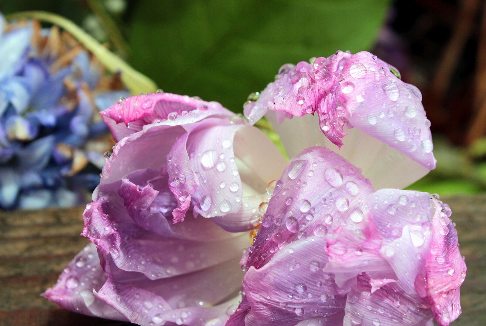 Canon EOS 650D (EOS Rebel T4i / EOS Kiss X6i) sample photo. Faded, tulip, double stuffed photography