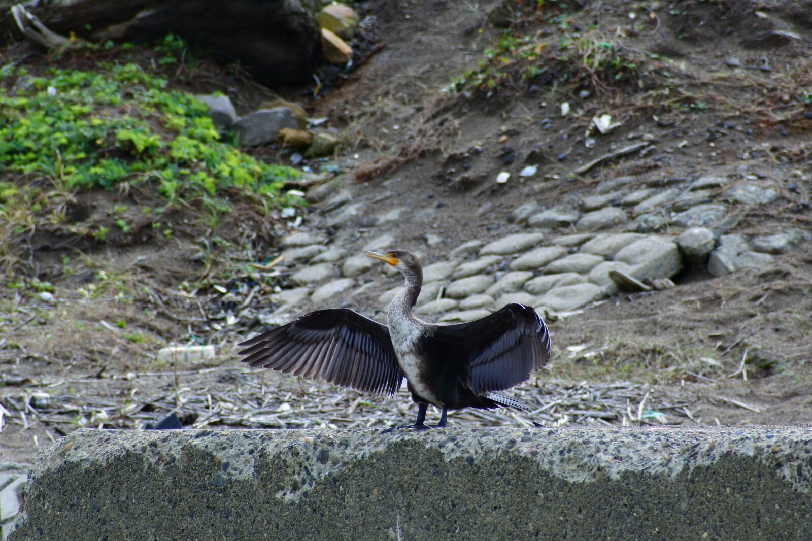 VR 70-300mm f/4.5-6.3G sample photo. Animal, sea, river photography