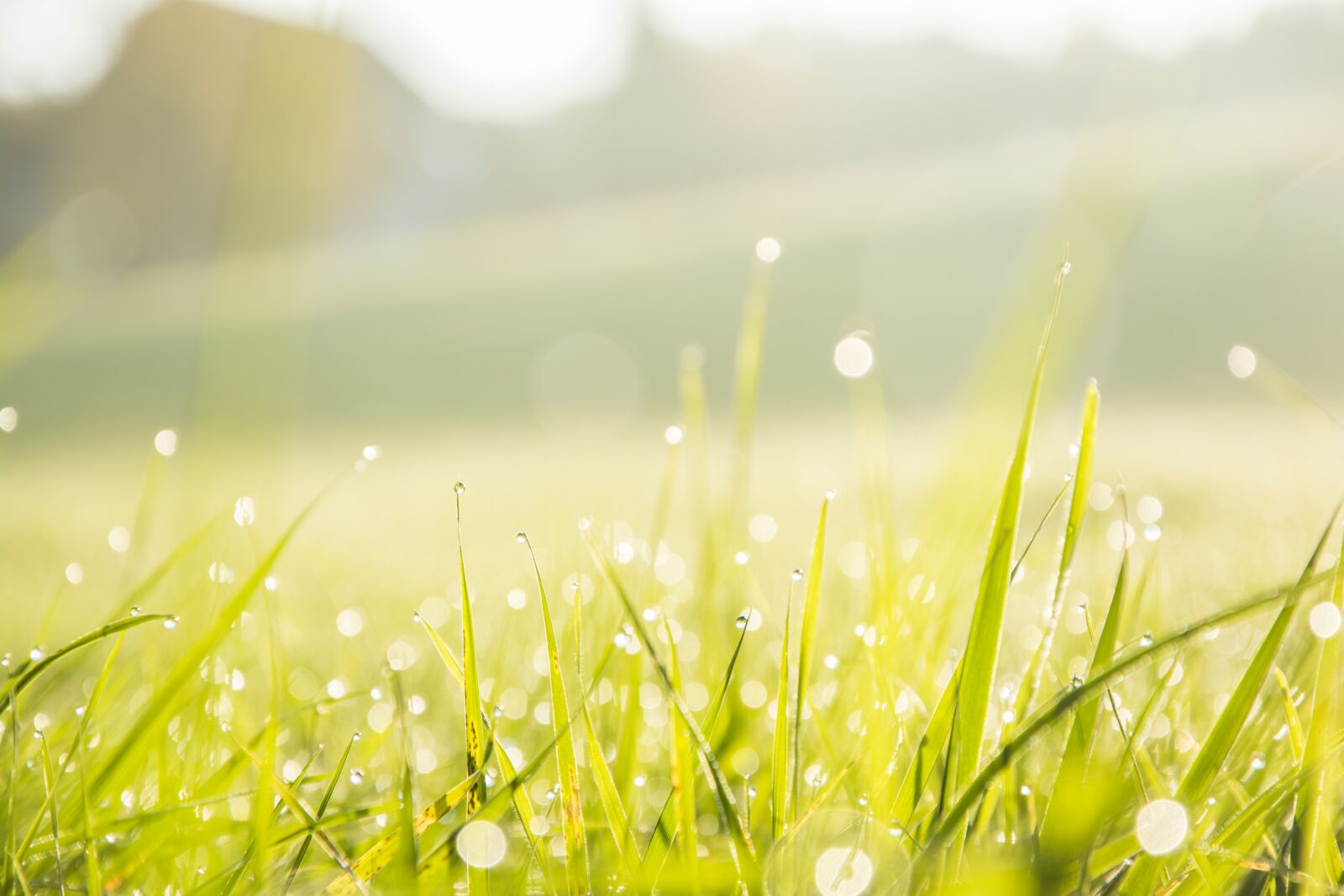 Nikon D5200 sample photo. Close-up, dew, grass photography