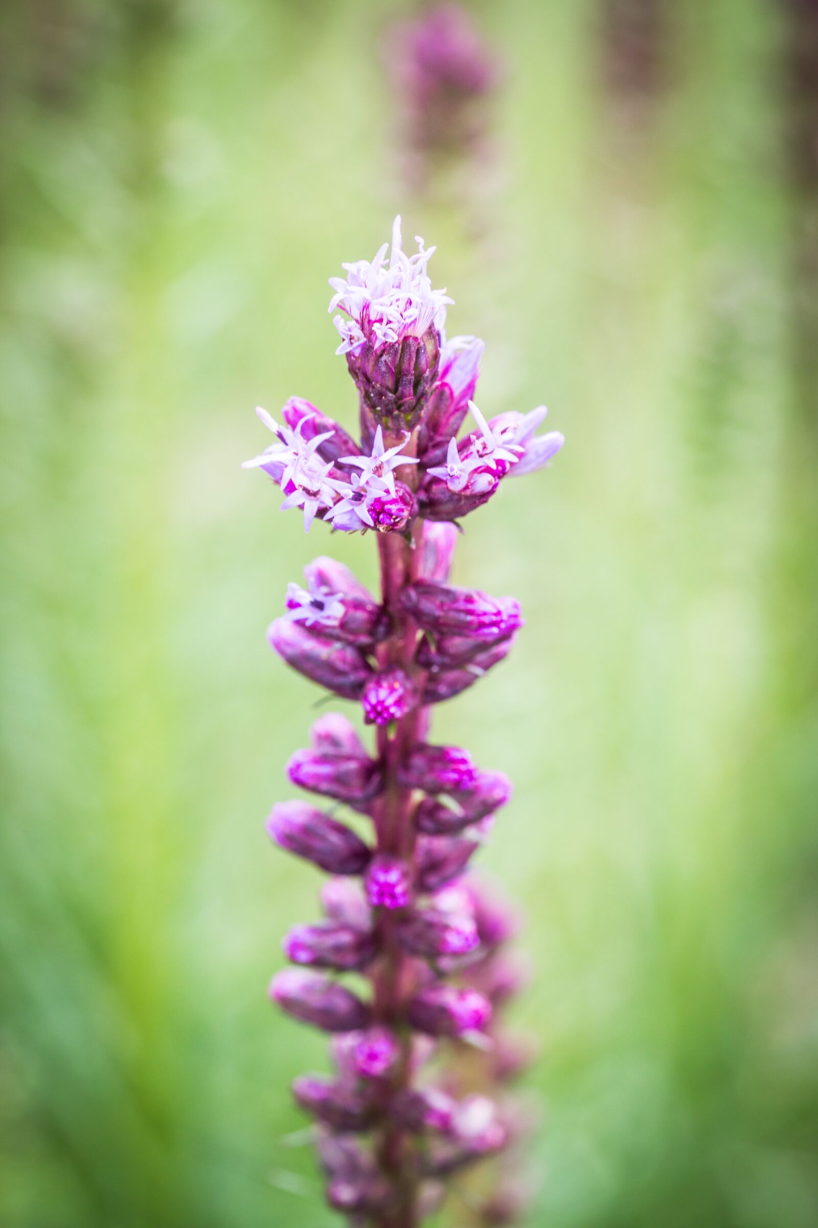 Canon EOS 70D sample photo. Liatris spicata, splendor notch photography
