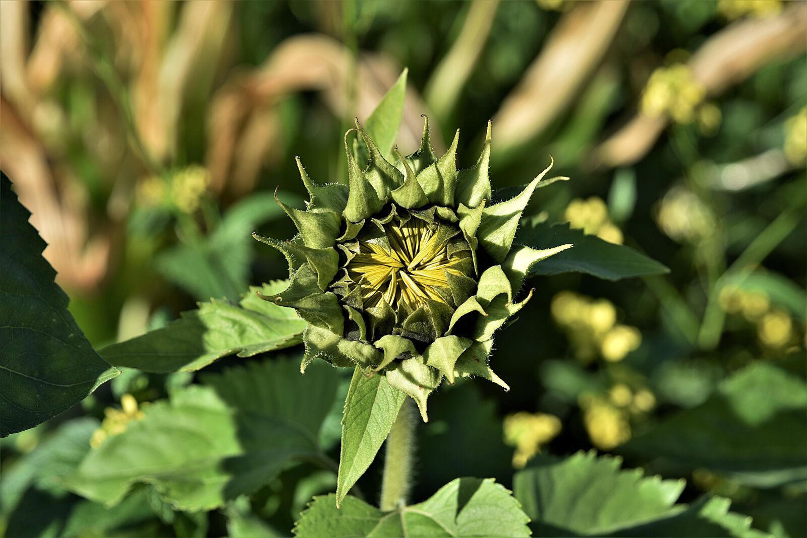 Nikon D750 sample photo. Bud, blossom, bloom photography