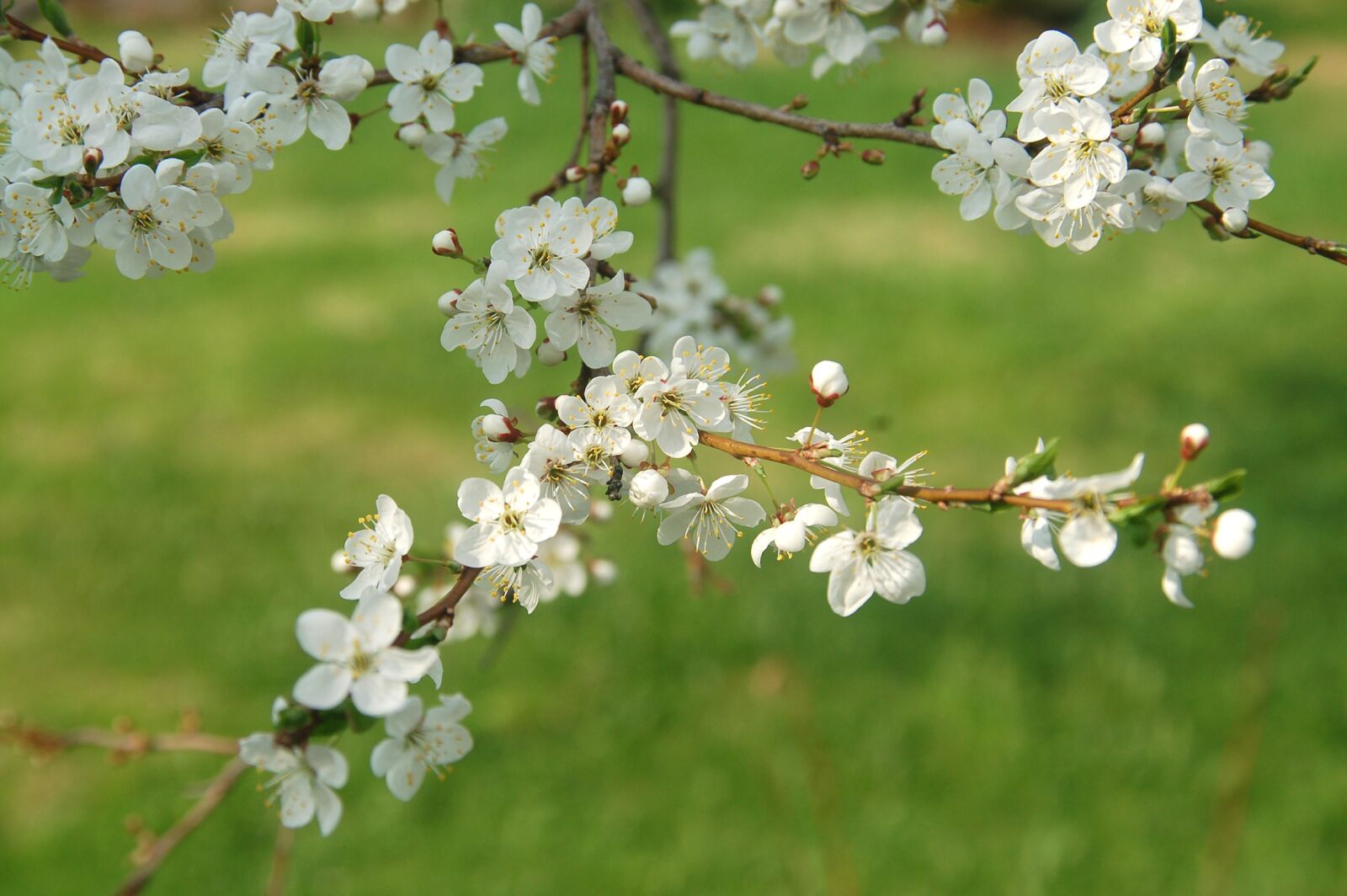 Nikon D50 sample photo. Spring, green, blossom photography