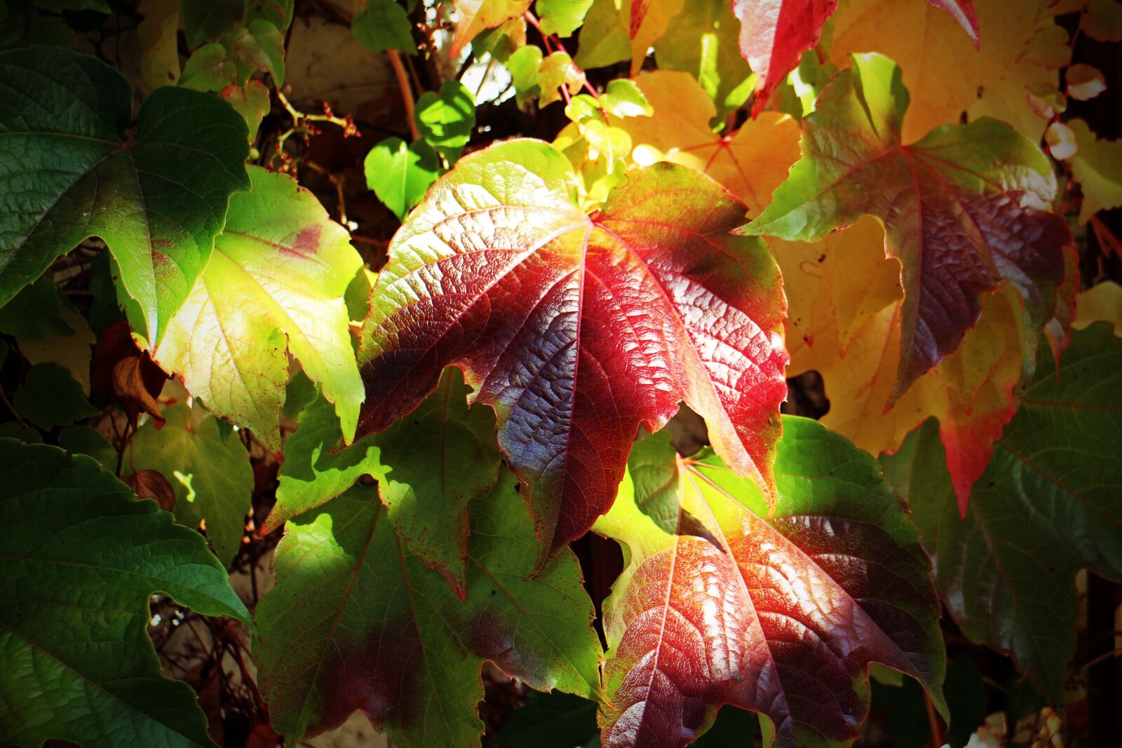 Canon EOS M sample photo. Autumn, leaves, golden autumn photography