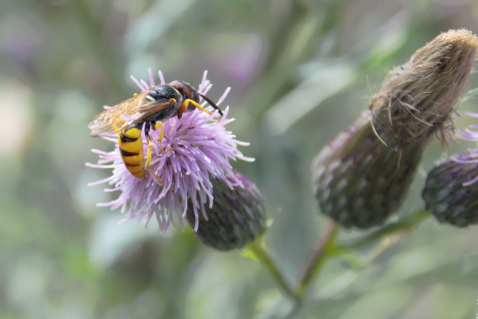 Nikon D3300 sample photo. Osa, insect, macro photography