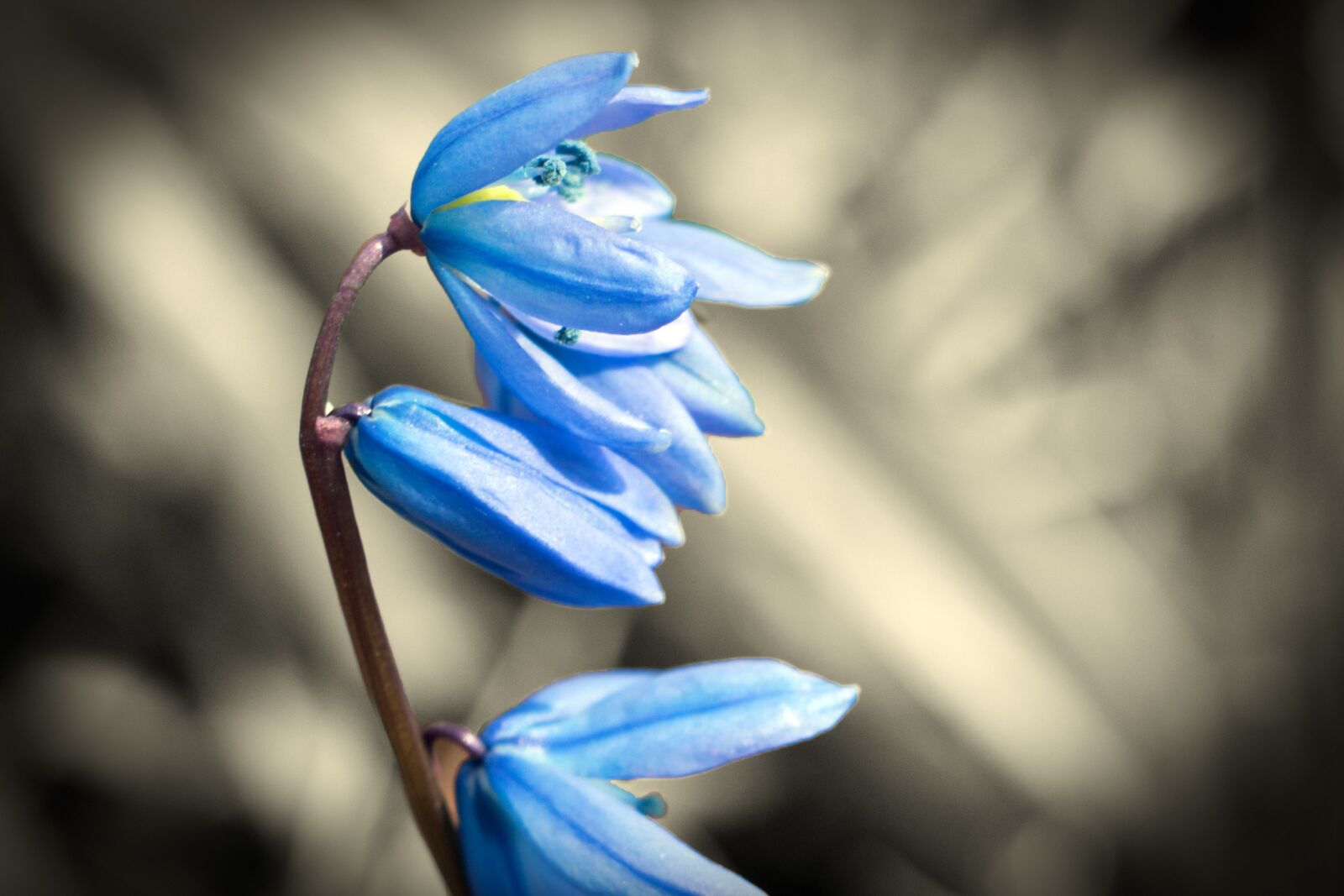 Canon EOS 70D sample photo. Spring beauty, spring, flower photography