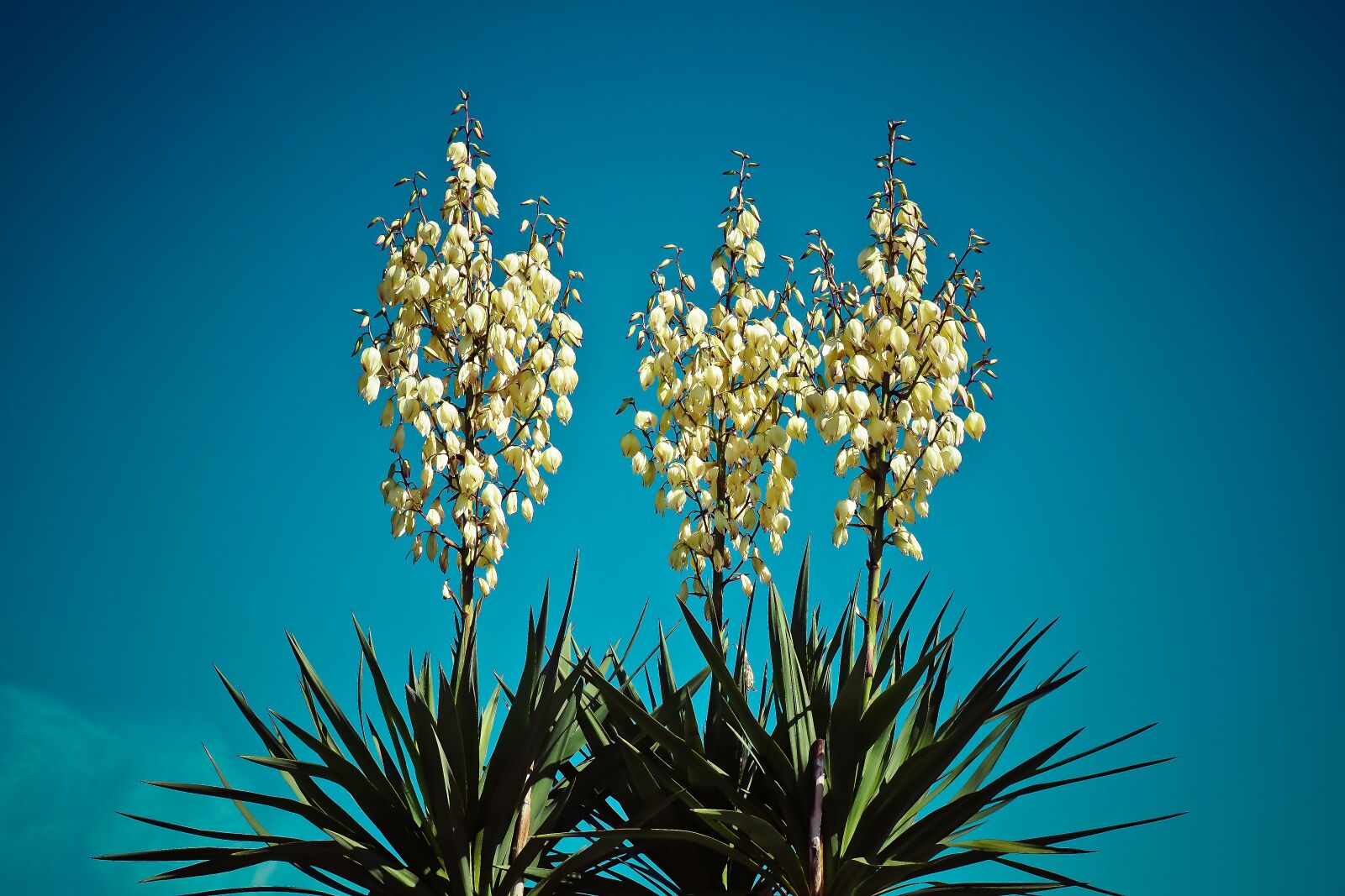 Olympus OM-D E-M10 sample photo. Yucca, palm, blossom photography