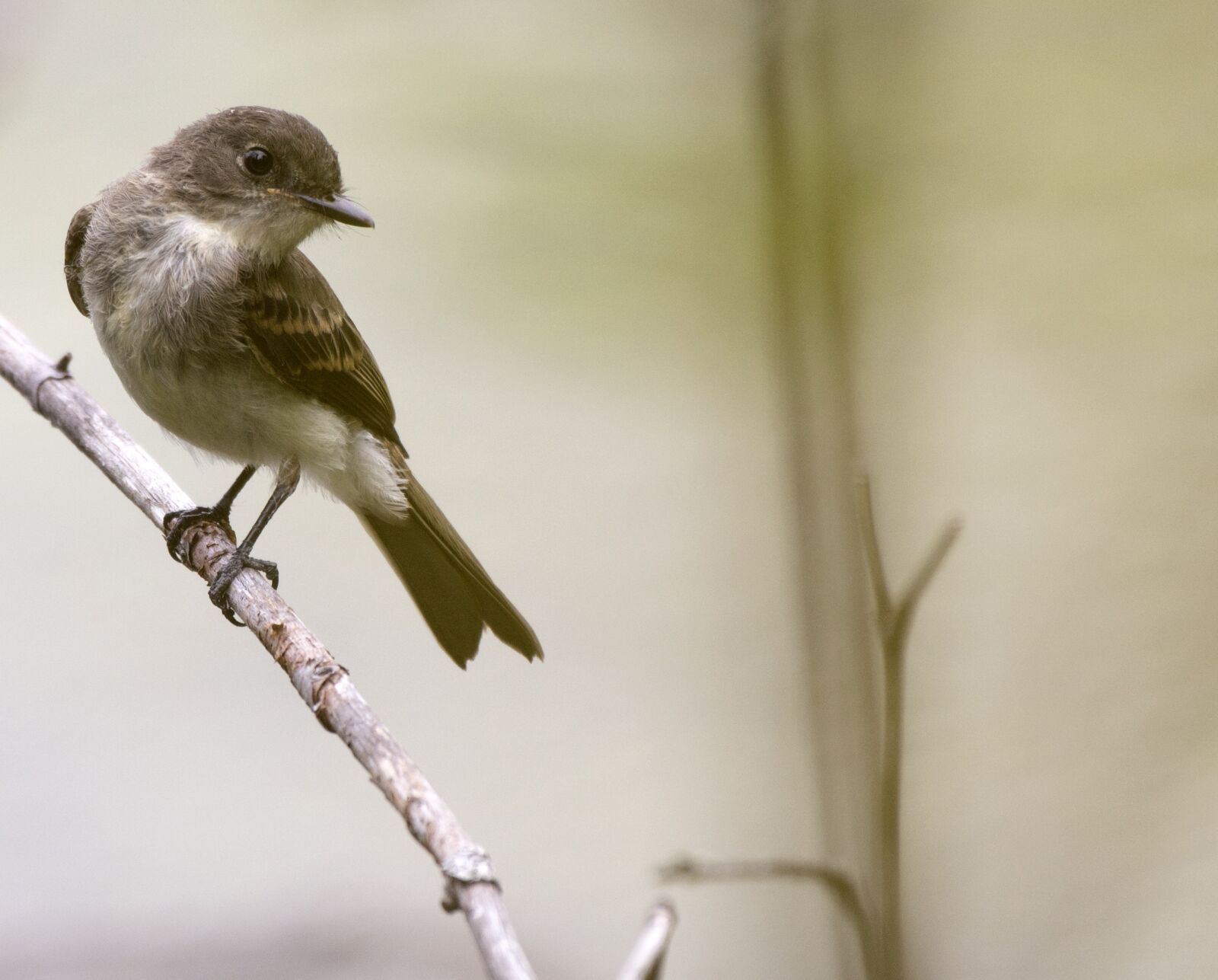 Nikon D5200 sample photo. Bird, wildlife, nature photography