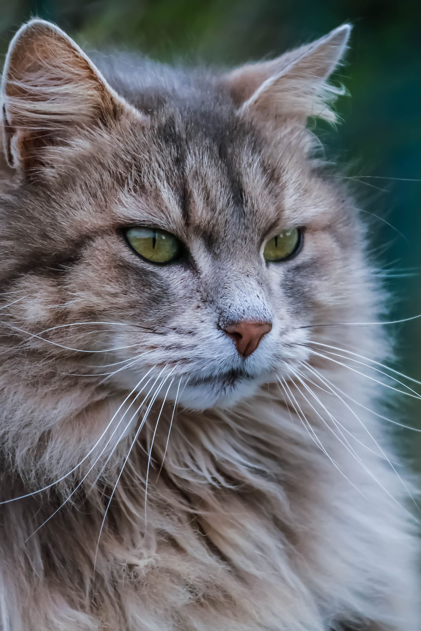 Canon EOS 70D sample photo. Cat, felines, green photography