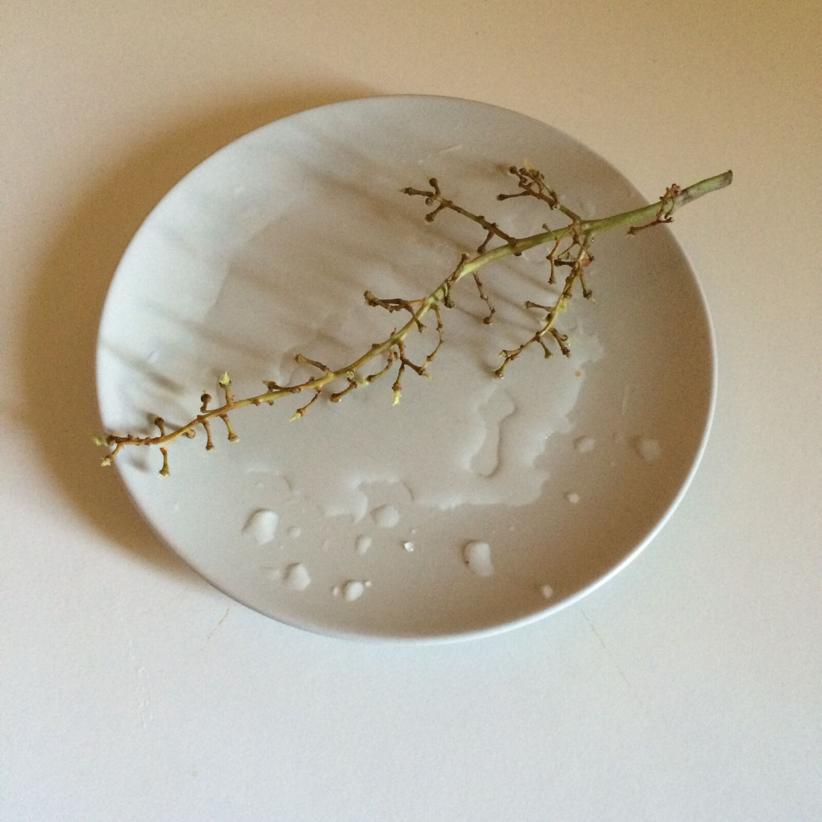 iPhone 5s back camera 4.15mm f/2.2 sample photo. Raisin, grape stalk, istanbul photography