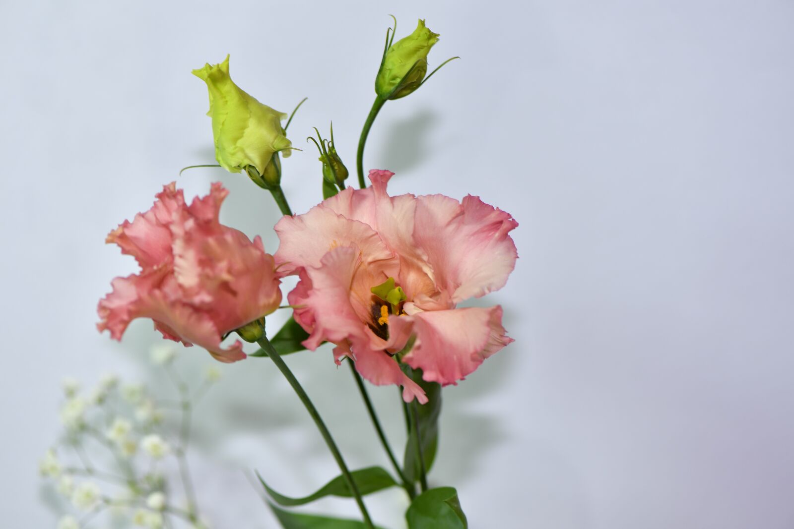 Nikon D5 sample photo. Flower, pink, romantic photography