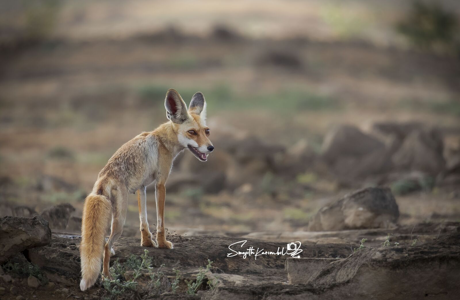 Canon EOS 7D Mark II sample photo. Animal, wildlife, fox photography