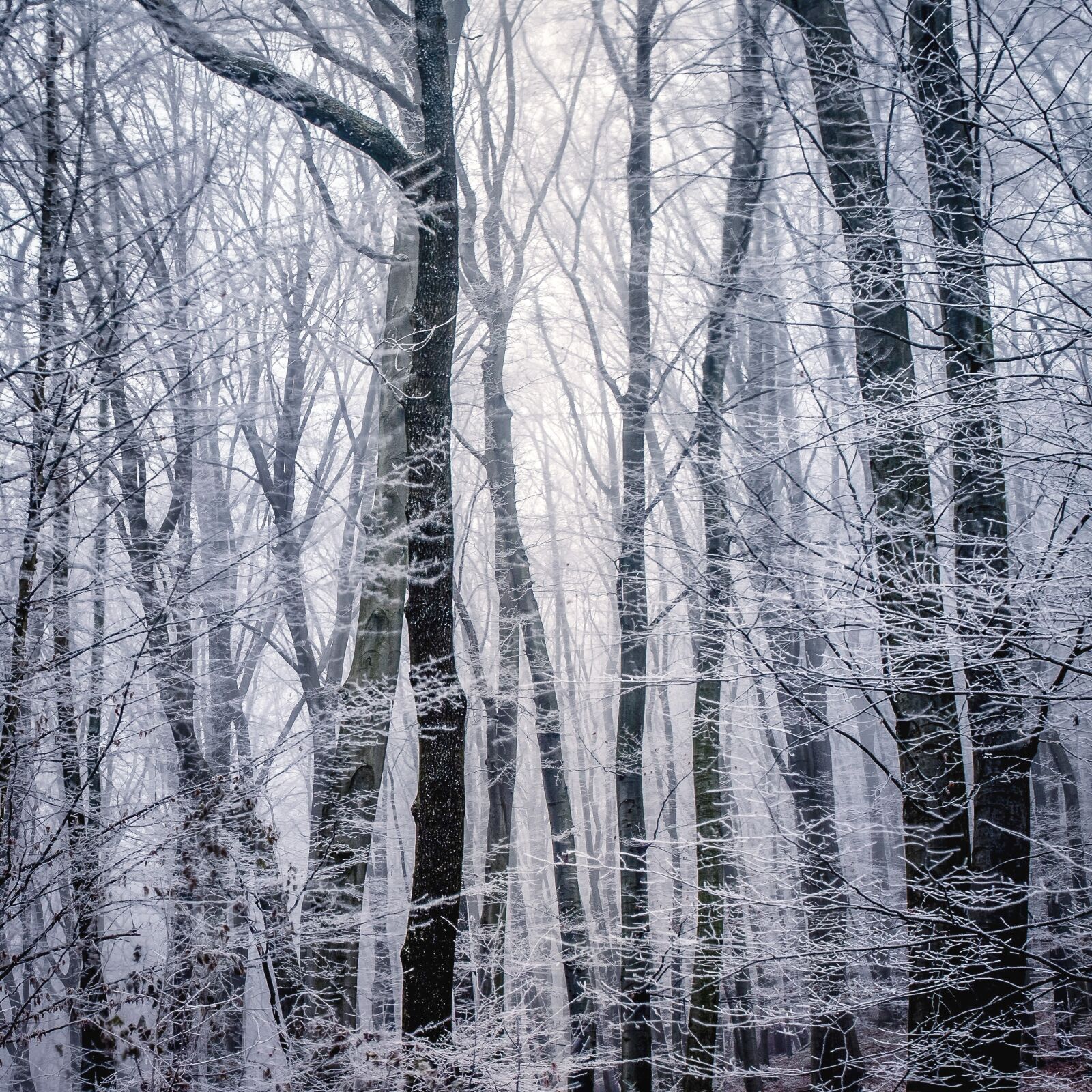 Olympus OM-D E-M1 + Olympus M.Zuiko Digital ED 12-40mm F2.8 Pro sample photo. Winter, snow, wood photography