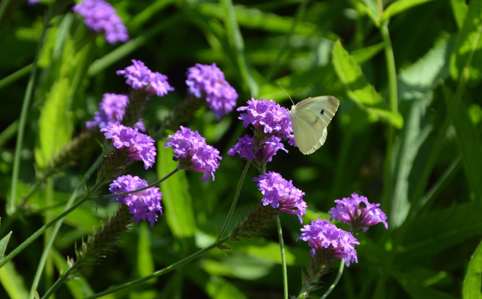 Nikon D3200 sample photo. Butterfly, flowers, summer photography