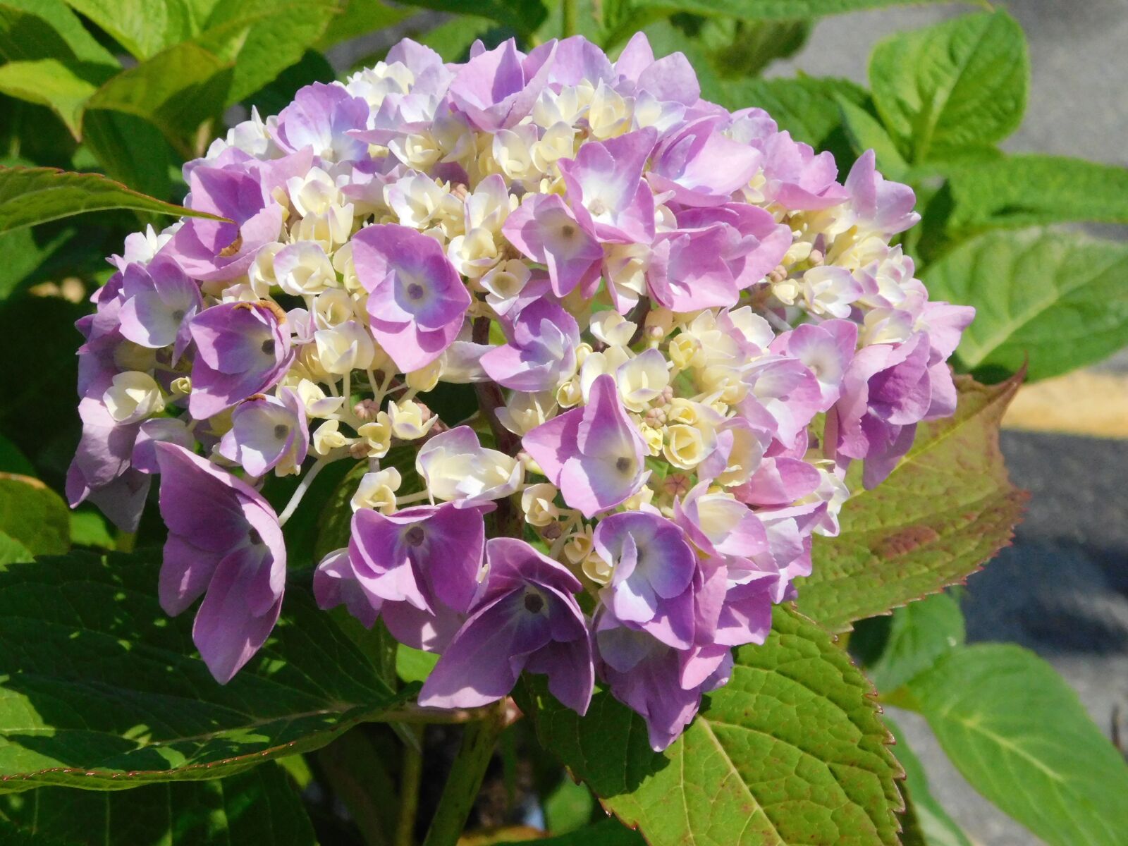 Nikon Coolpix B500 sample photo. Hydrangea, flower, bloom photography