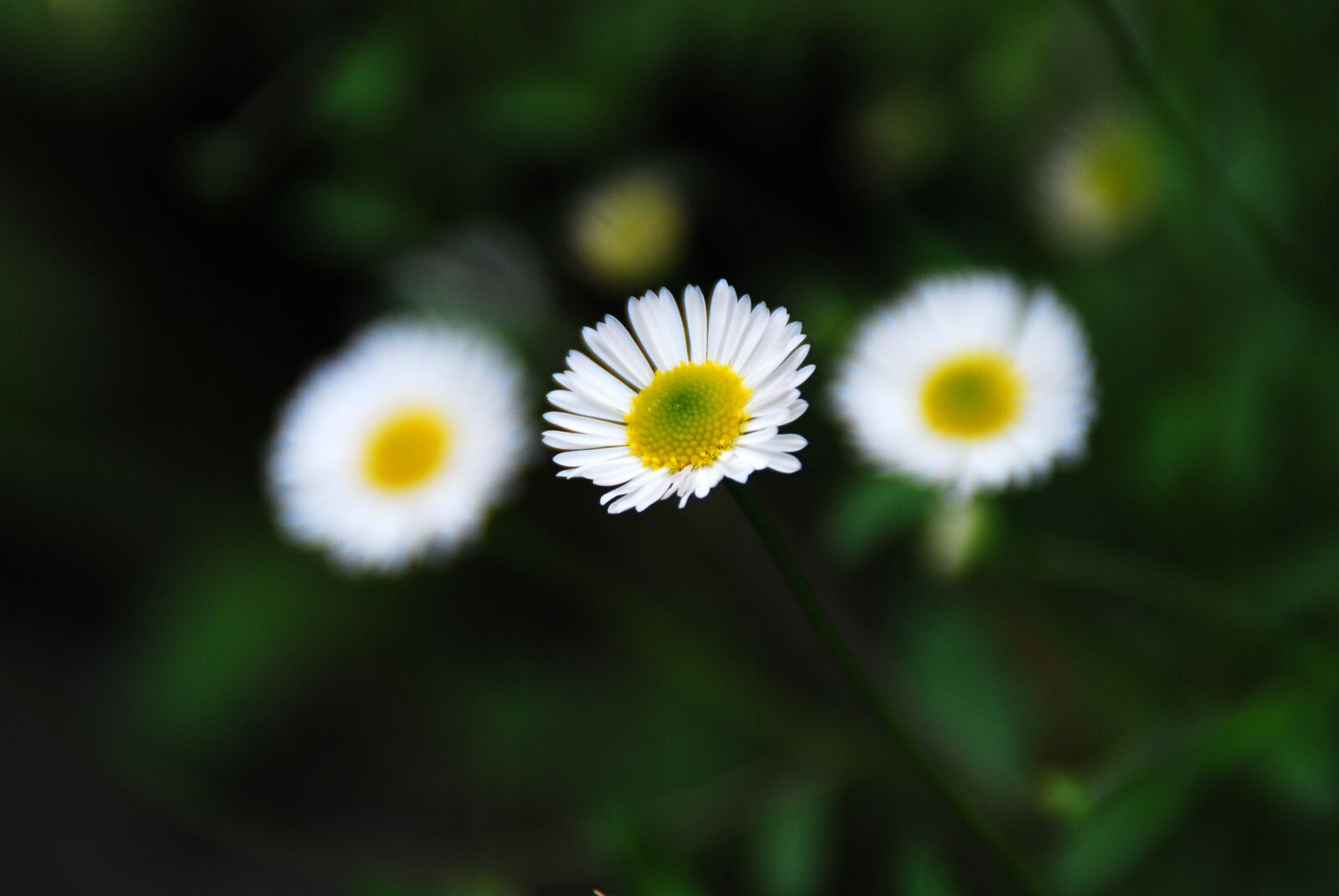 Nikon D40X sample photo. Flower, nature, floral photography