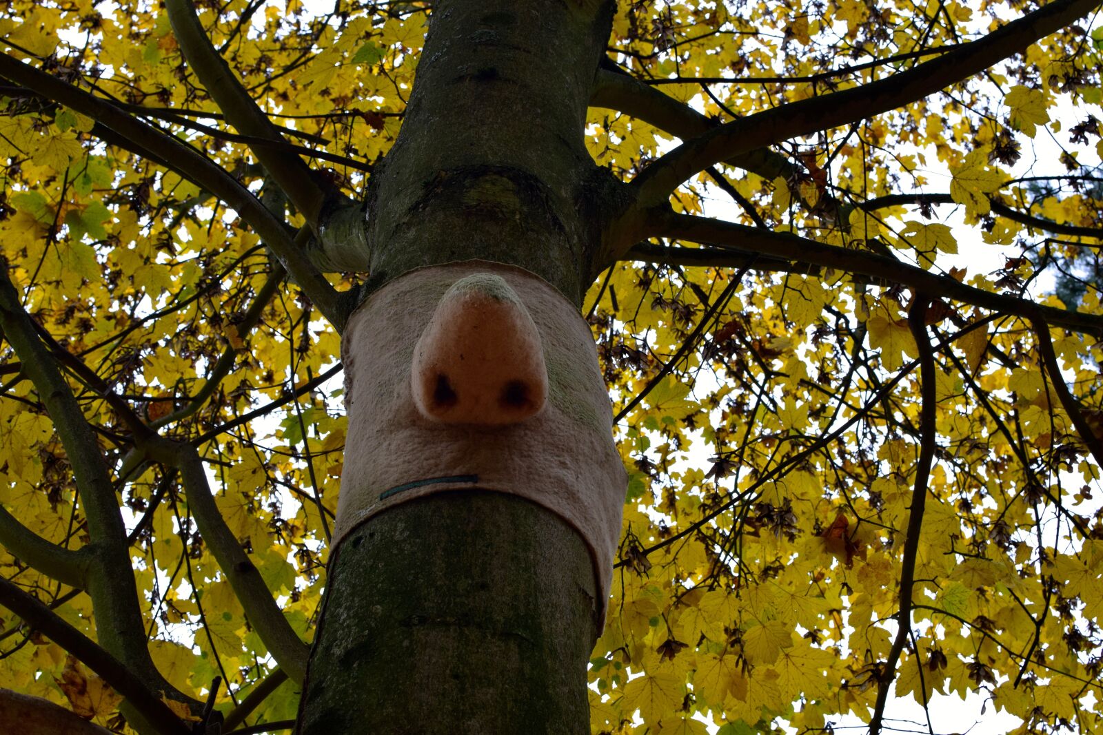 Nikon D5300 sample photo. Funny, nose, art photography