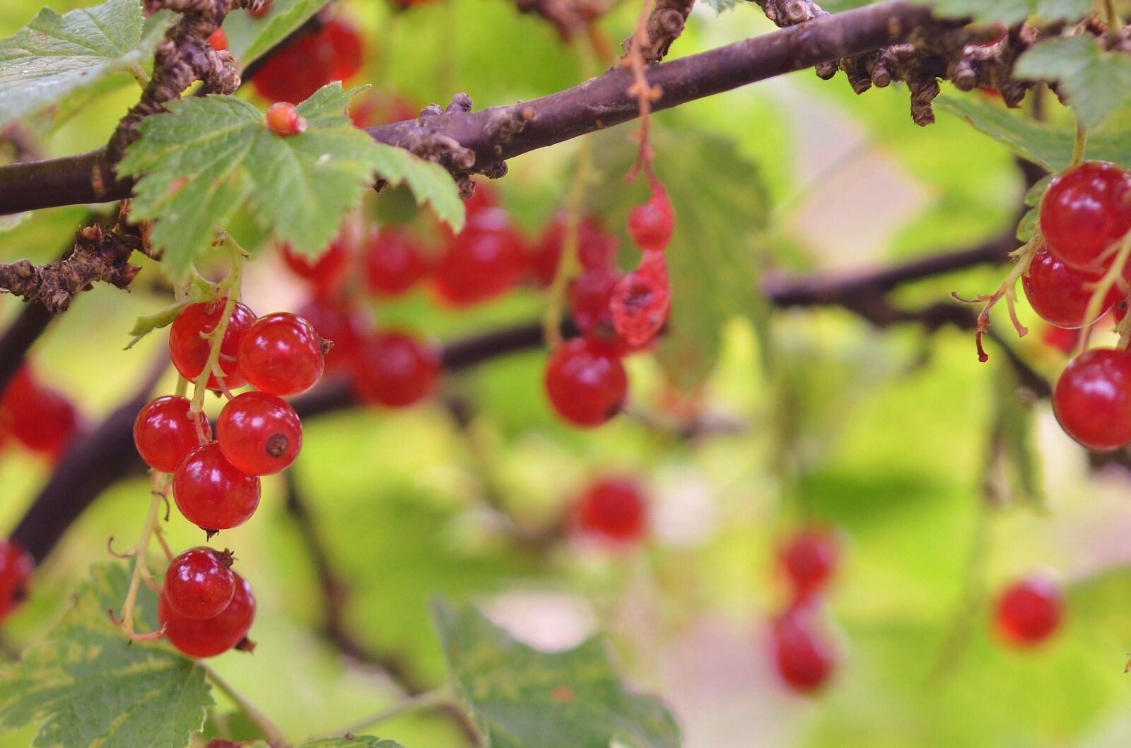 Nikon D7000 sample photo. Berries, fruit, food photography