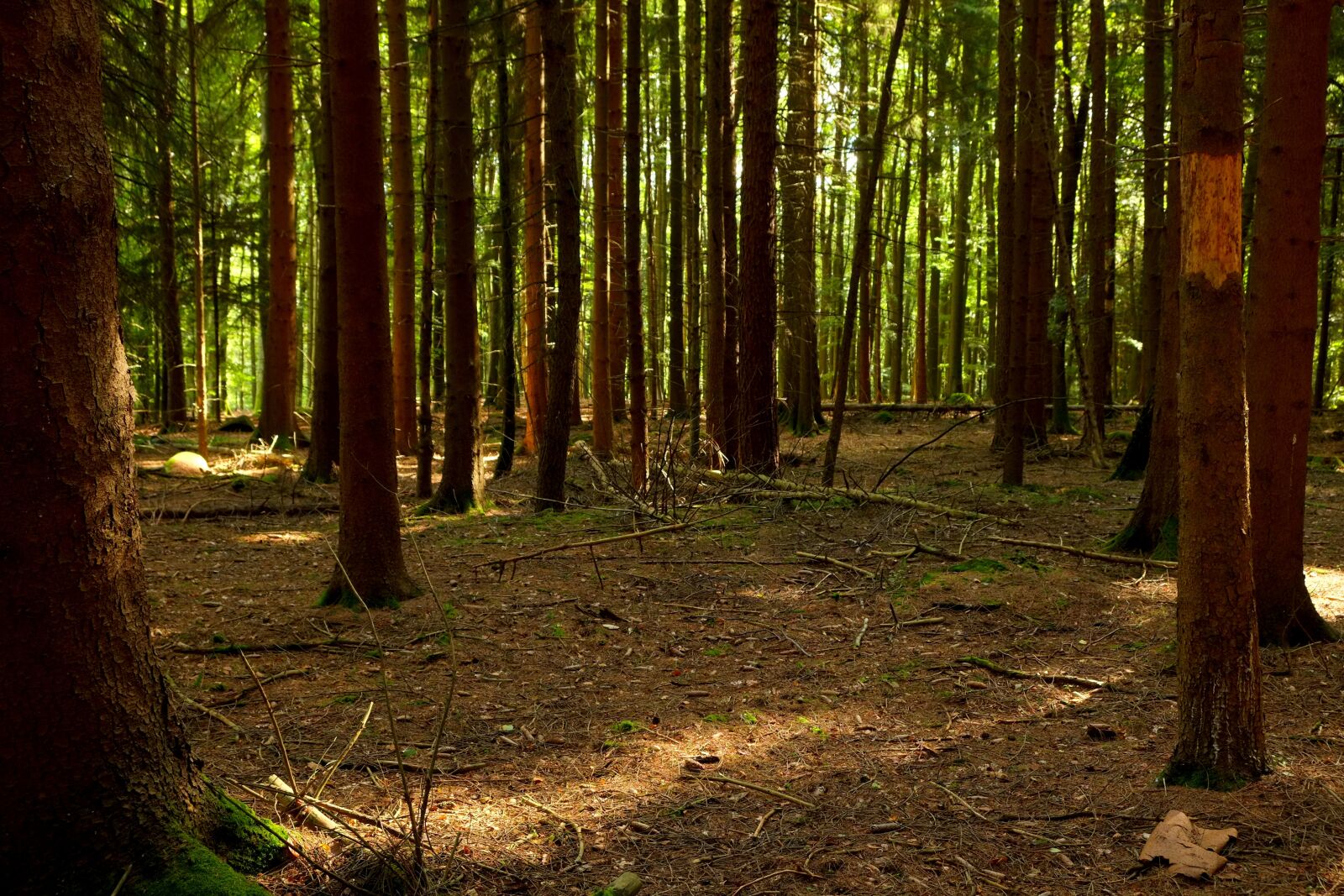 Fujifilm X-E1 sample photo. Forest, trees, nature photography