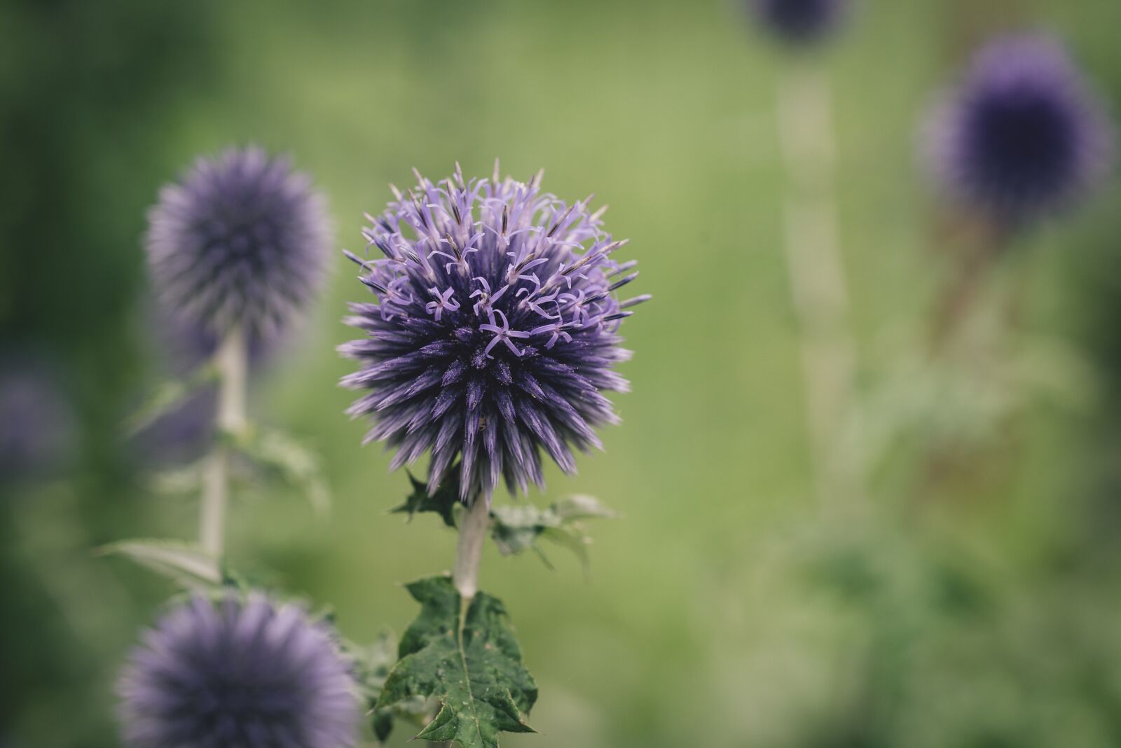 Nikon D750 sample photo. Flower, garden, nature photography