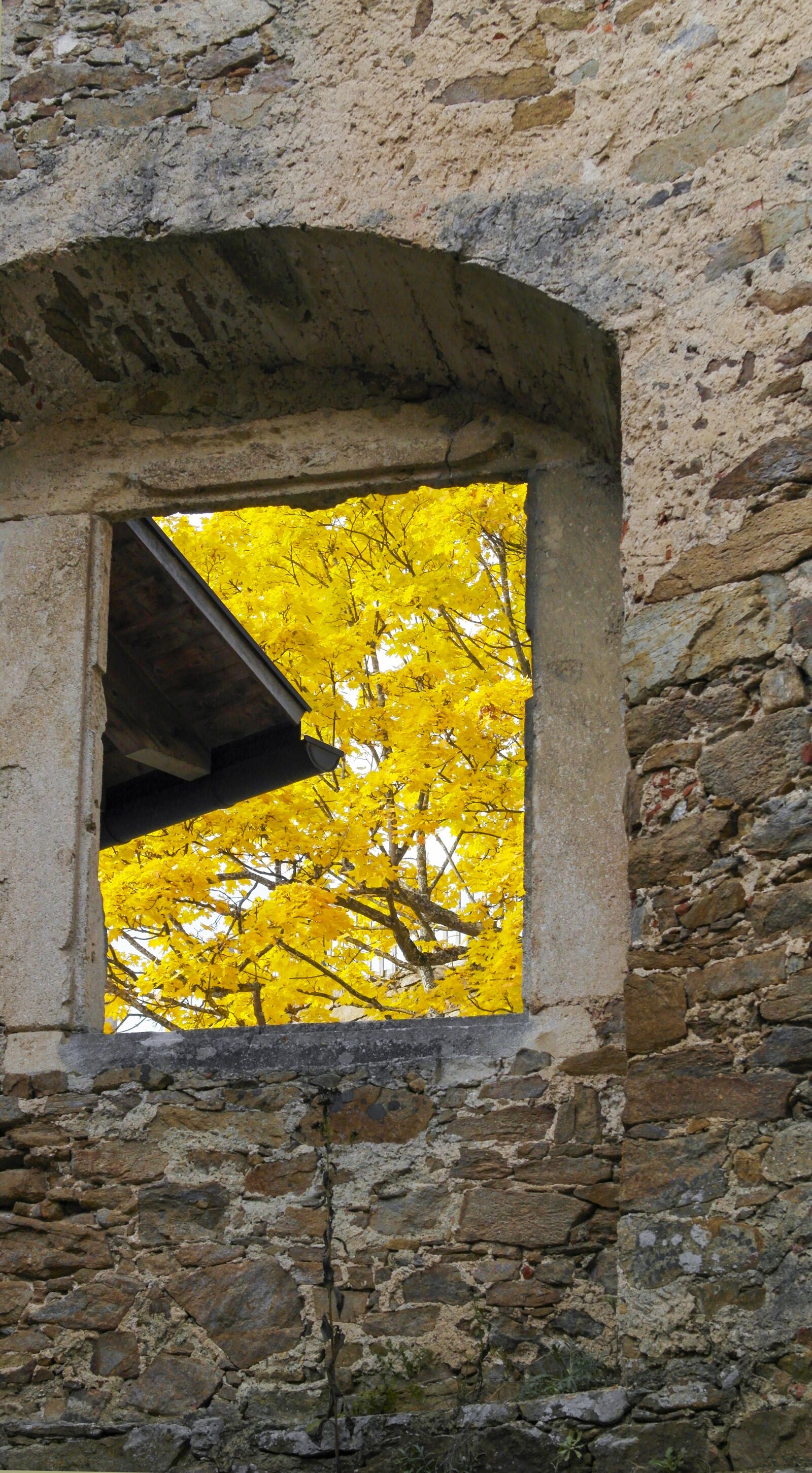 Samsung NX1000 sample photo. Leaves, autumn, wall photography