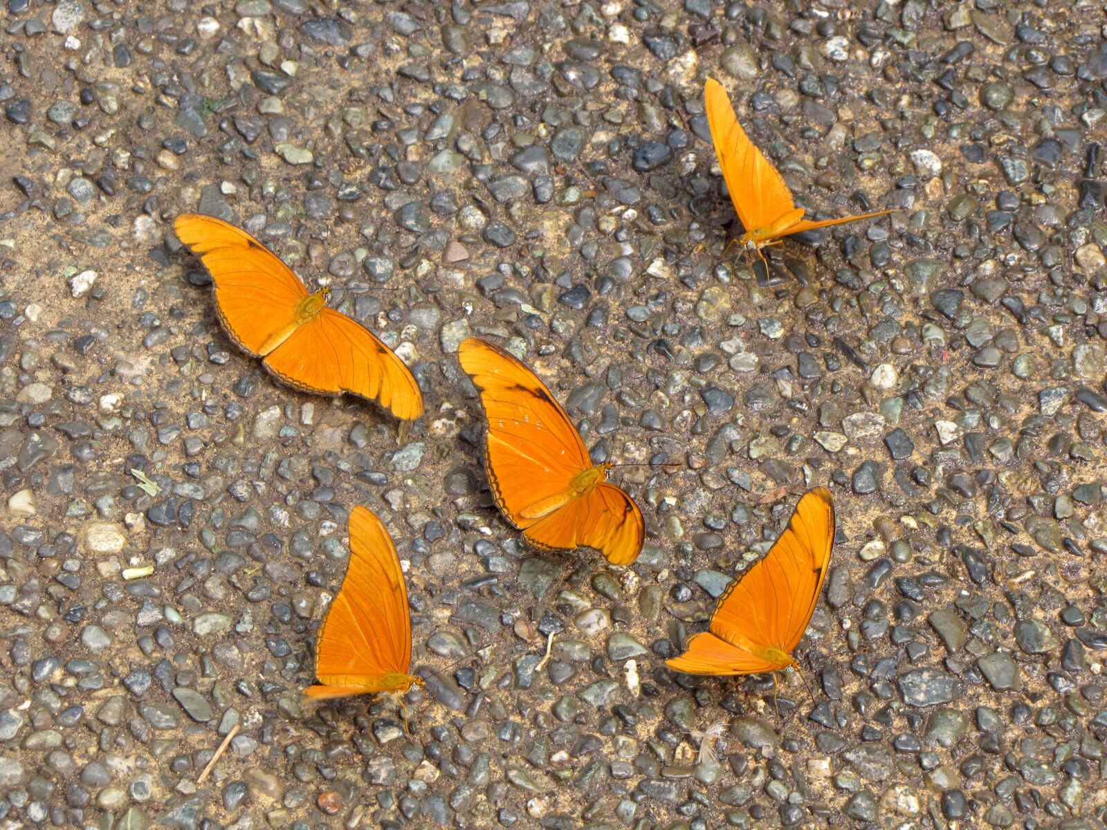 Canon PowerShot SX10 IS sample photo. Butterfly, ground, insect photography