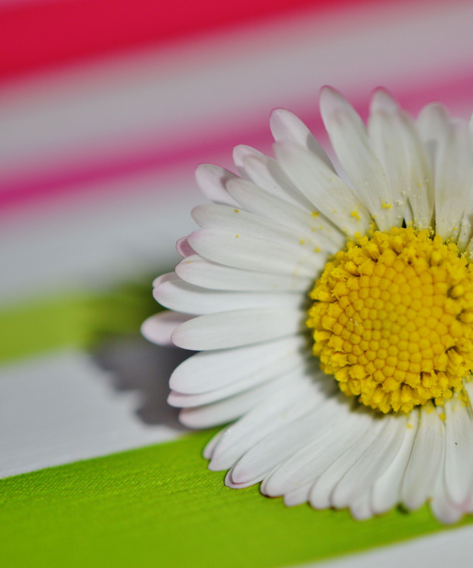 Nikon D3200 sample photo. Spring meadow, wildflowers, daisy photography
