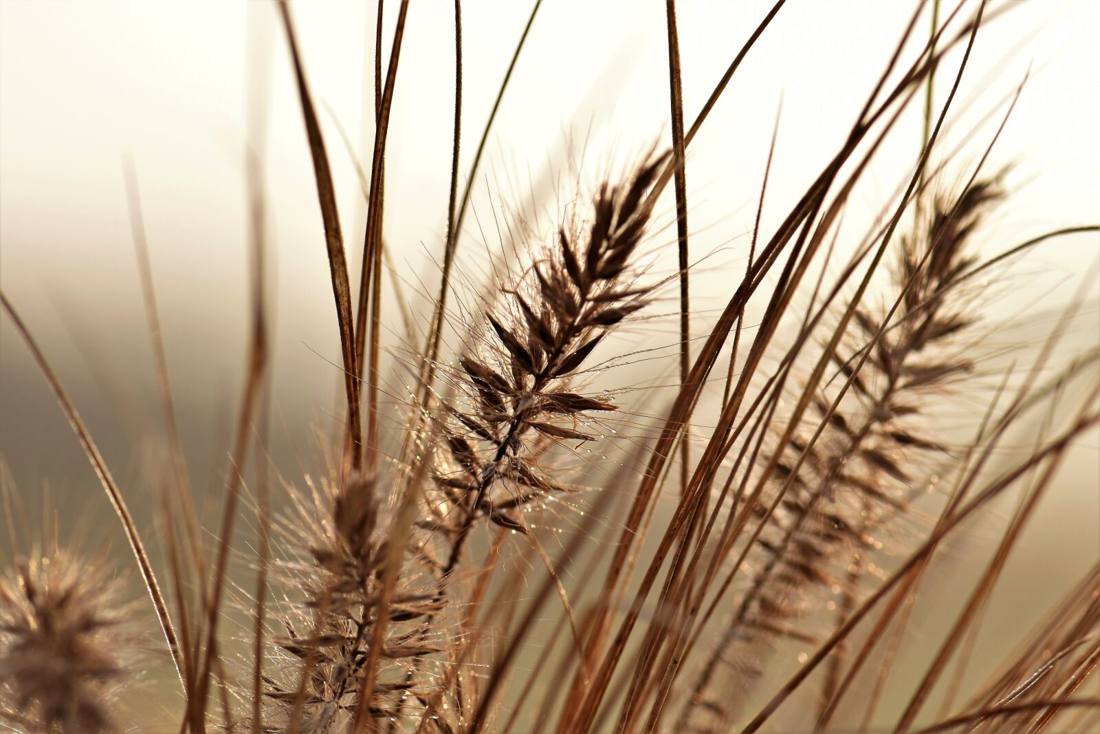Nikon D5500 sample photo. Grass, meadow, backlighting photography
