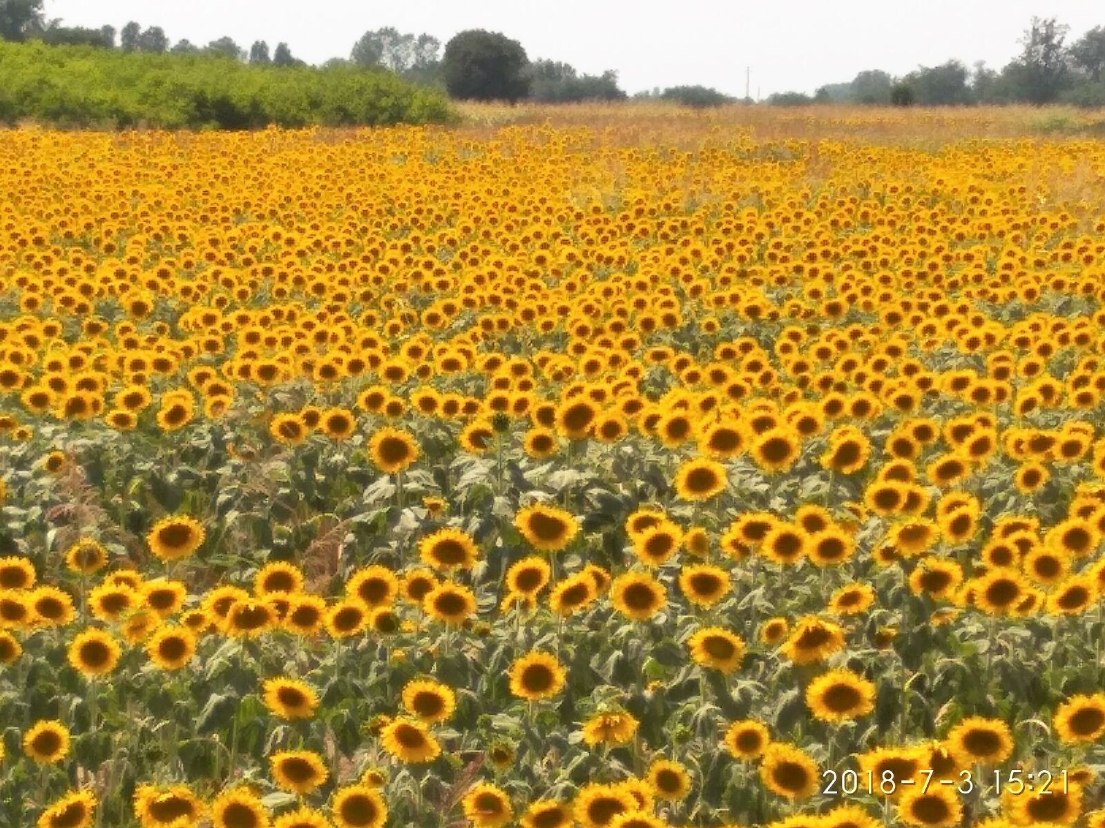 Xiaomi Redmi 5 Plus sample photo. Field, sunflowers, flowers photography