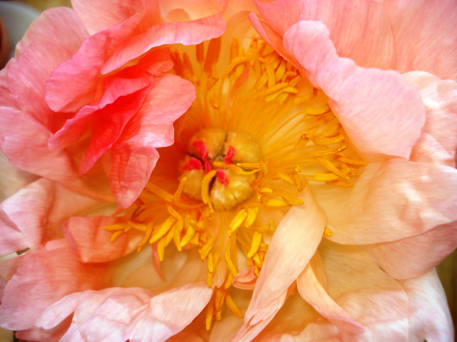 Sony DSC-W55 sample photo. Peony, flower, pink photography