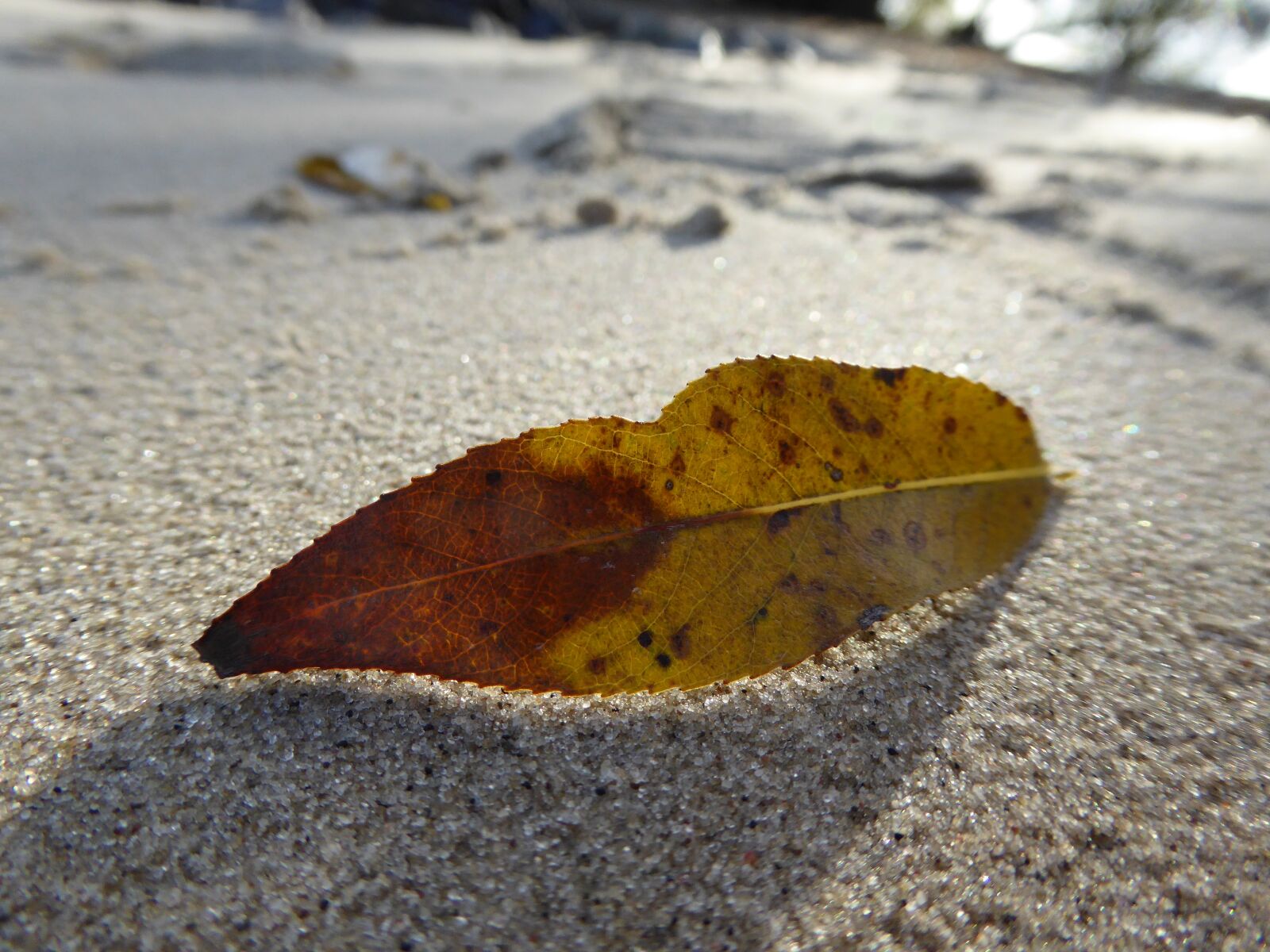 Panasonic DMC-TZ61 sample photo. Beach, nature, leaf photography