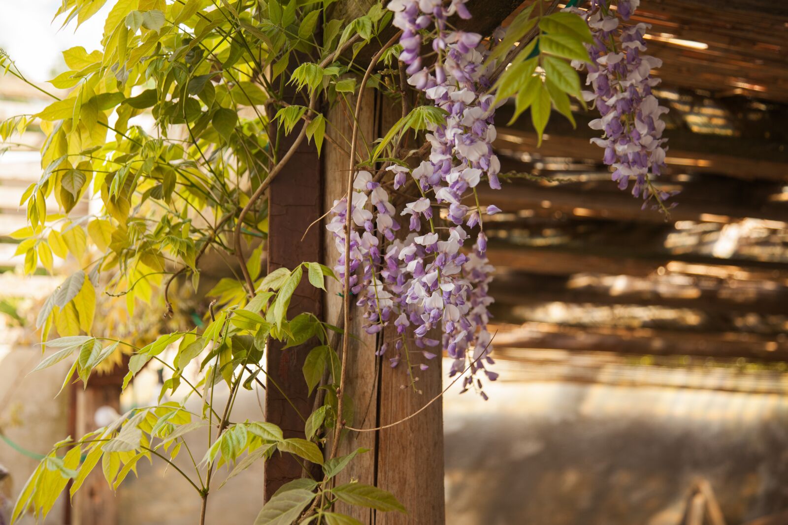 Canon EOS 5D Mark II sample photo. Plant, entwine, garden photography