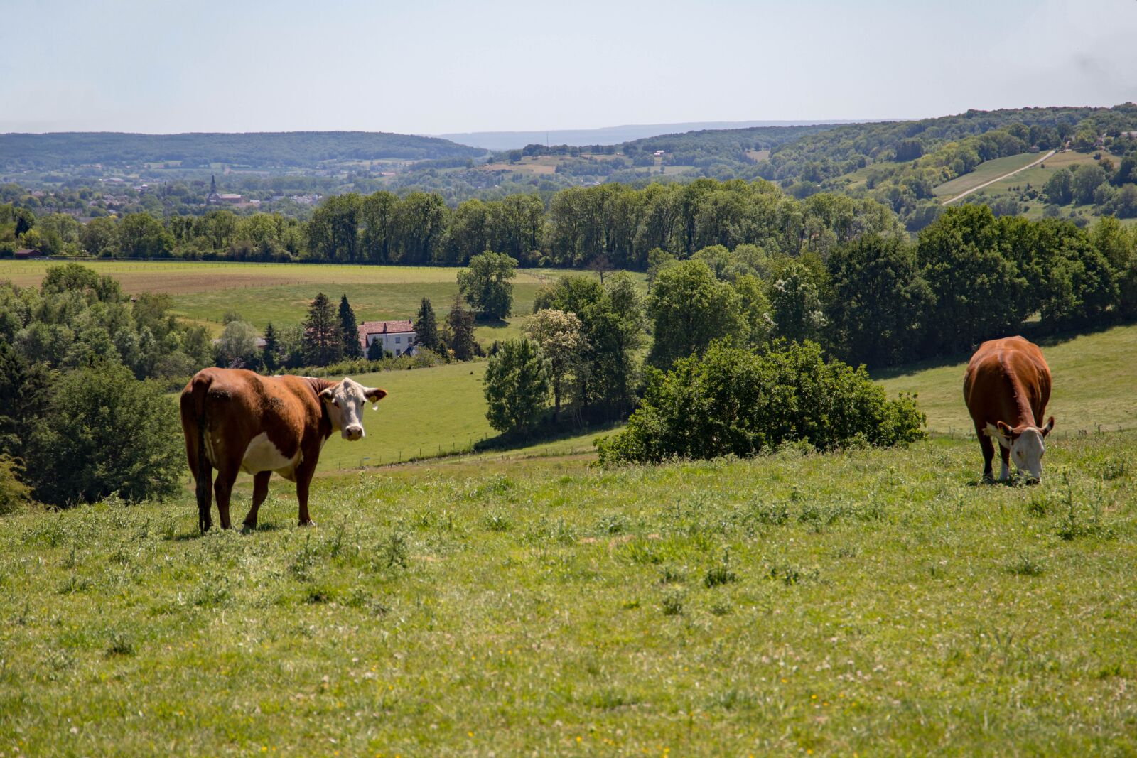 Canon EOS 6D Mark II + Canon EF 24-105mm F3.5-5.6 IS STM sample photo. Cow, the hills to photography
