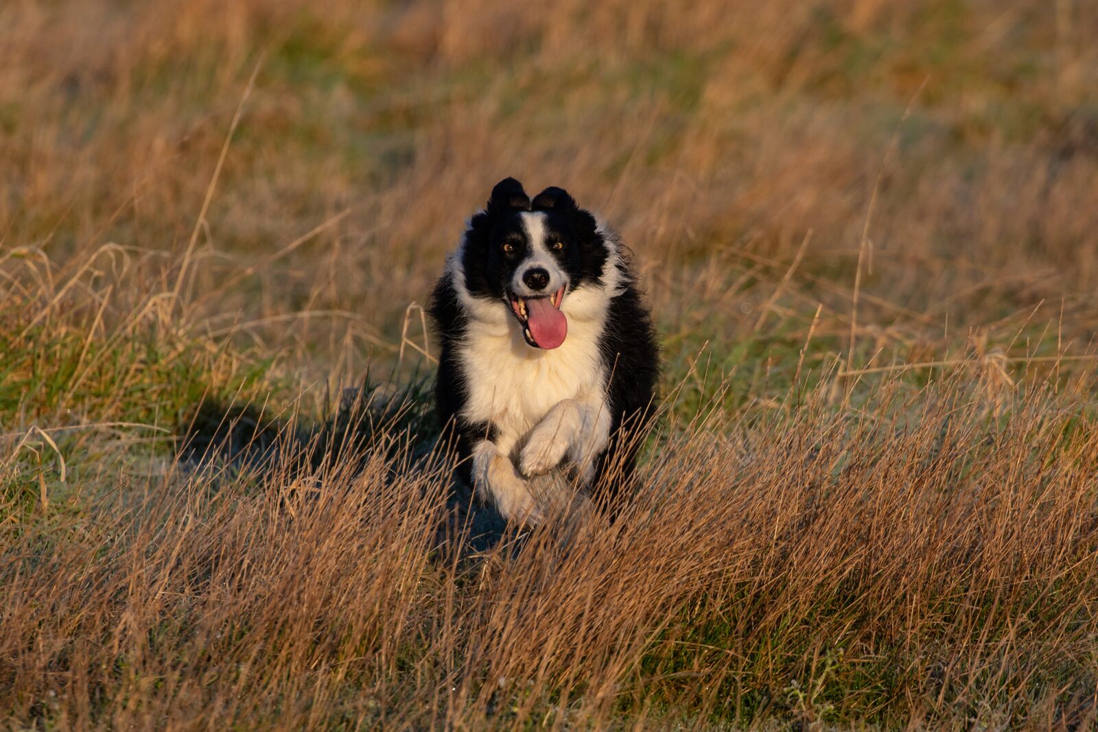 Canon EOS 7D Mark II sample photo. Border collie, border collie photography