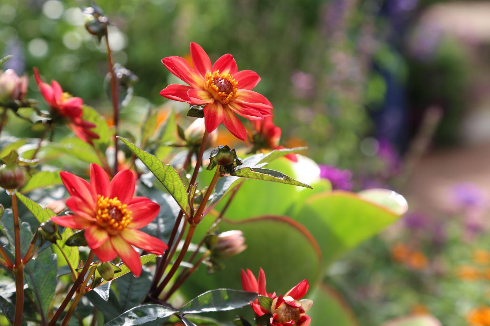 Canon EOS 6D + Canon EF 24-105mm F4L IS USM sample photo. Flowers, wildflower, plants photography