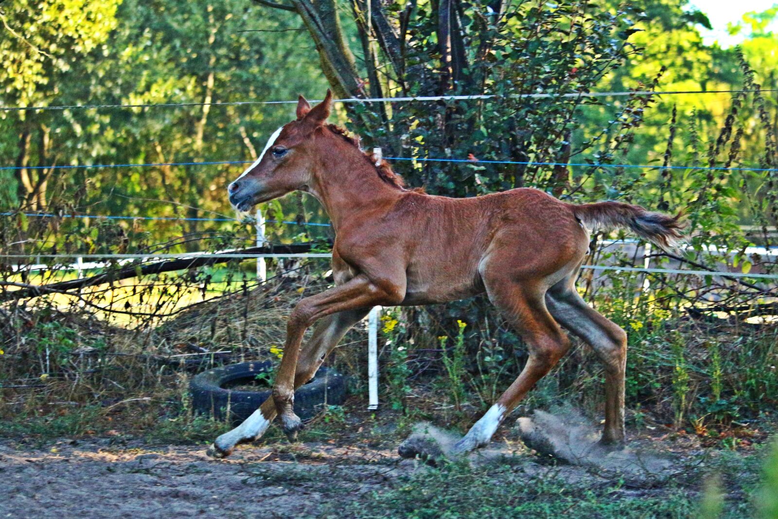 Canon EOS 100D (EOS Rebel SL1 / EOS Kiss X7) sample photo. Foal, horse, gallop photography