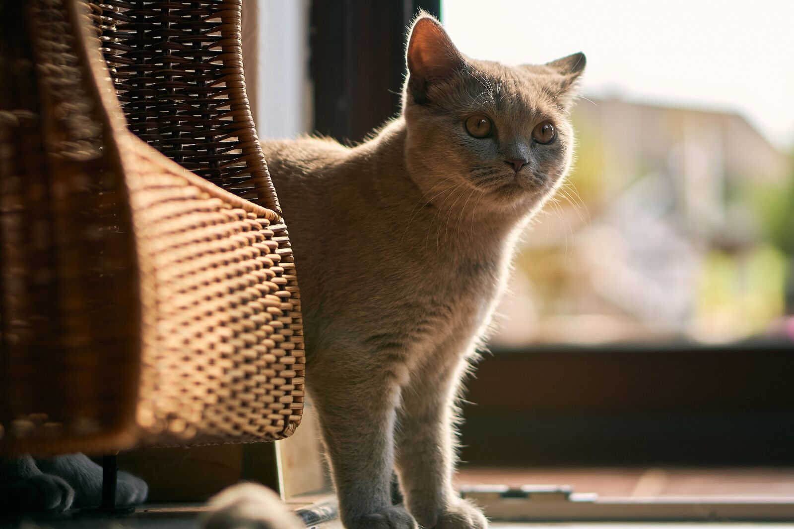 Sony E 50mm F1.8 OSS sample photo. Cat, sweet, cute photography