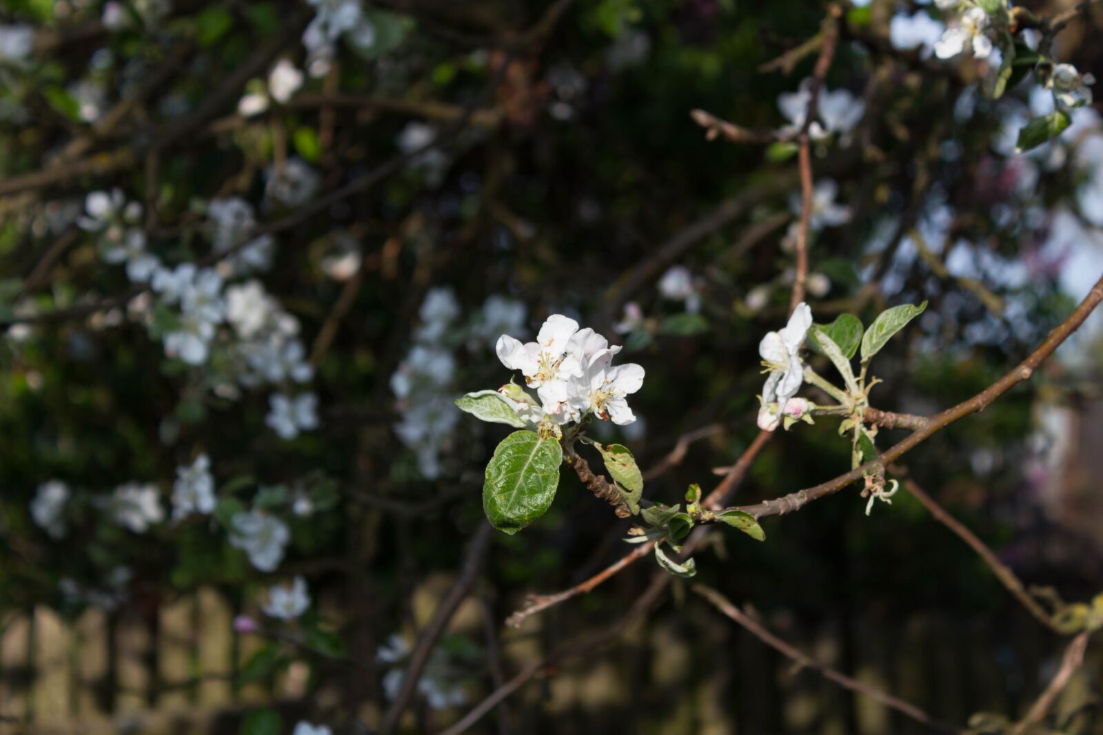 Canon EOS 1300D (EOS Rebel T6 / EOS Kiss X80) sample photo. Nature, flower, plant photography