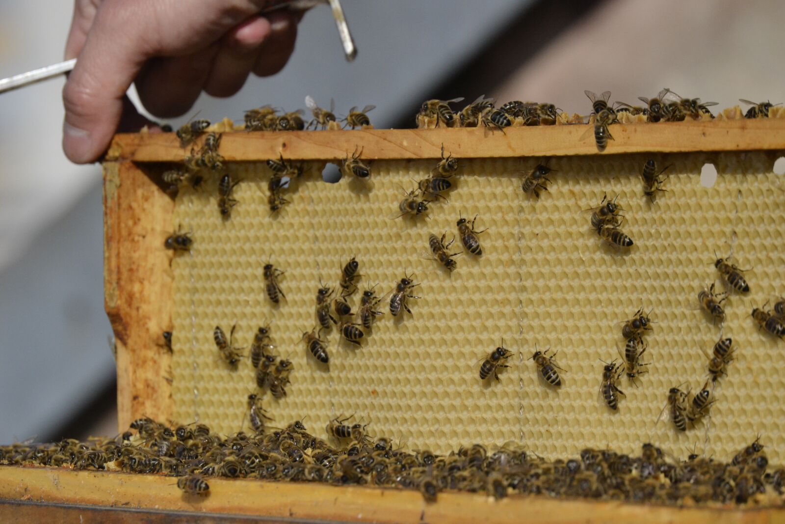 Nikon D3100 sample photo. Bee, the hive, bee-keeping photography