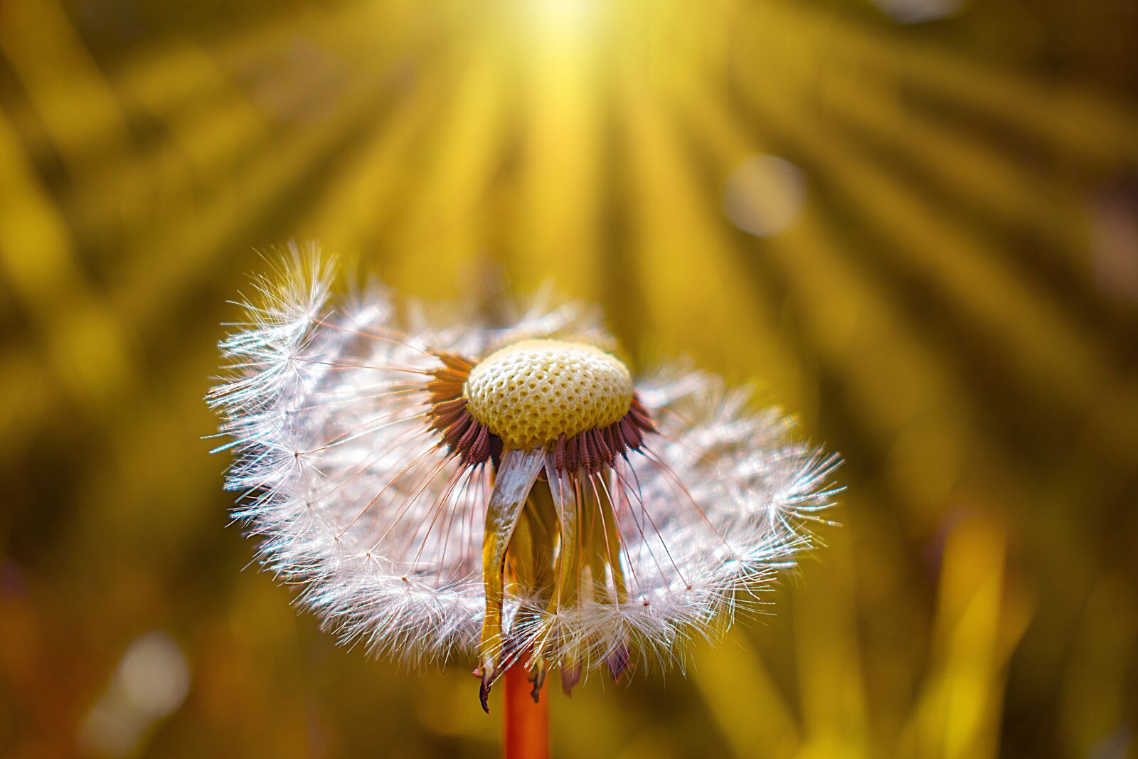 Nikon D3300 sample photo. Dandelion, nature, spring photography