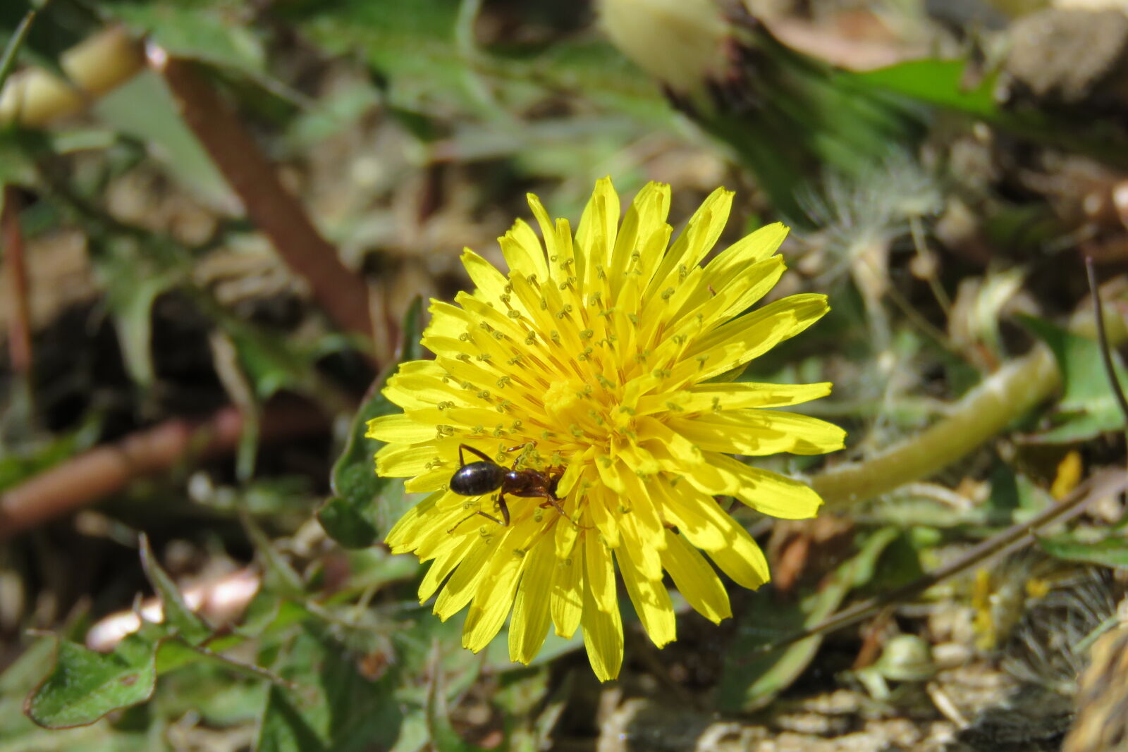 Canon PowerShot SX60 HS sample photo. Ant, beautiful, flowers, daisy photography