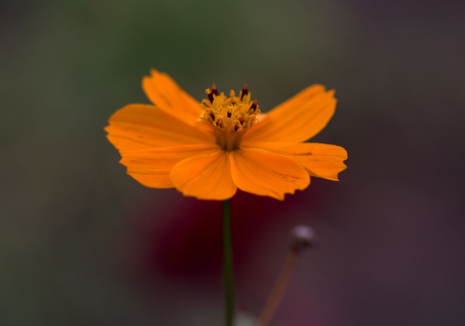Canon EF-S 60mm F2.8 Macro USM sample photo. Flower, orange, petals photography