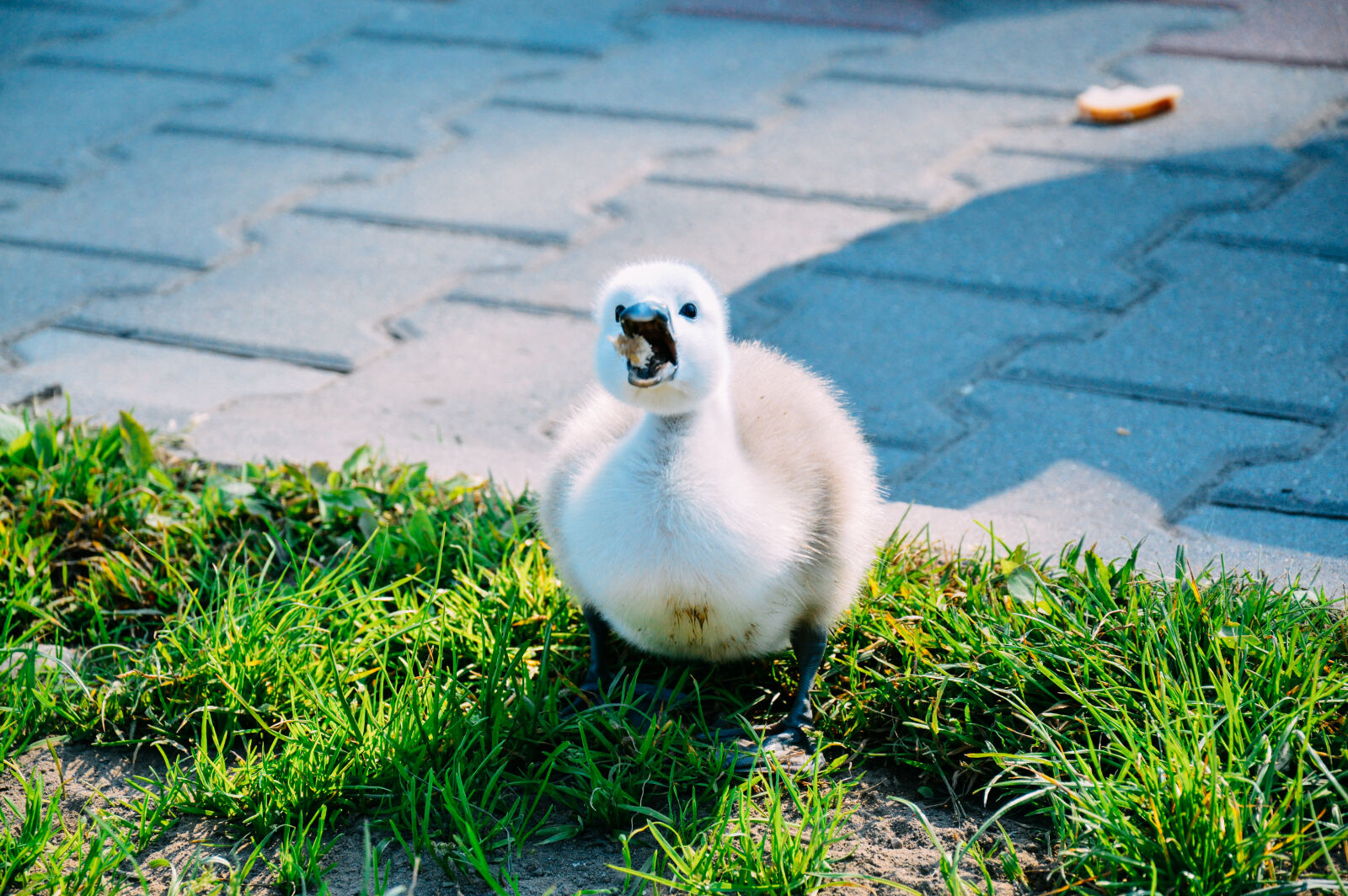 Nikon D3200 sample photo. Eating, grass, swan, water photography