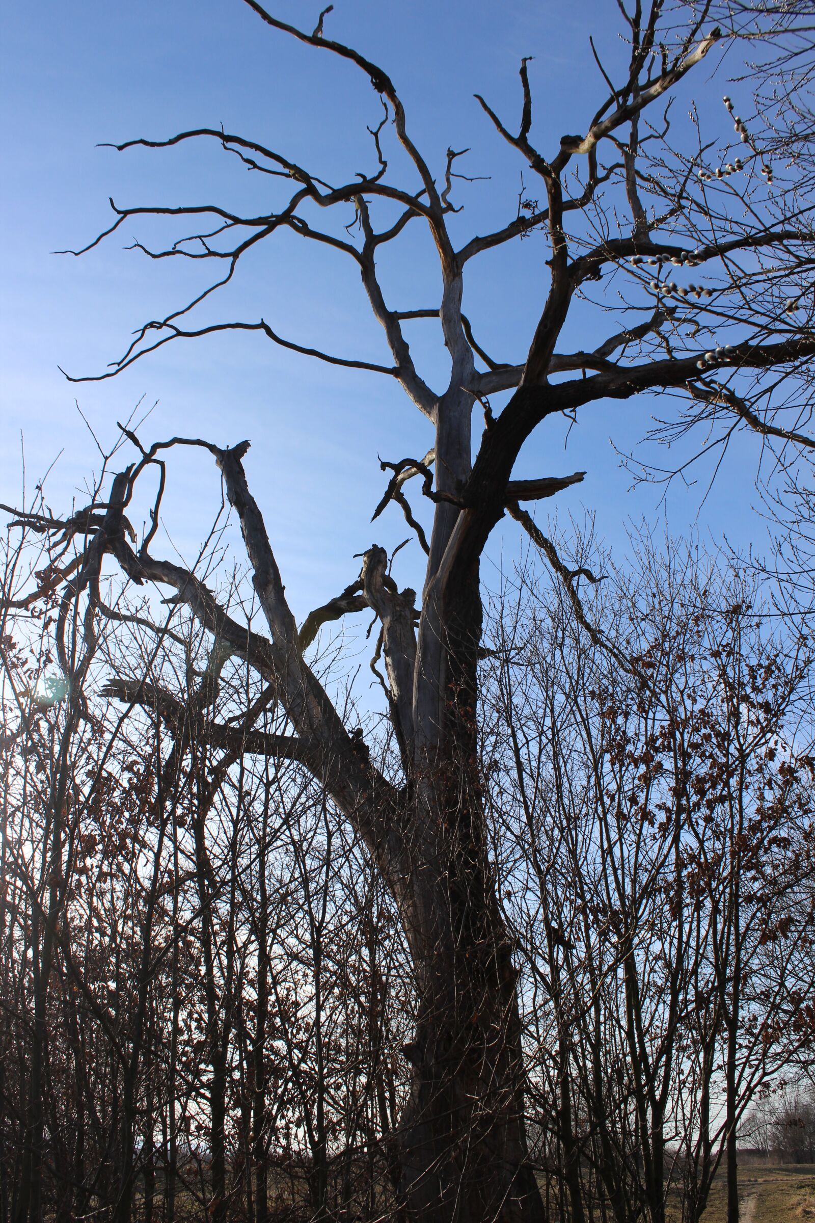 Canon EOS 600D (Rebel EOS T3i / EOS Kiss X5) sample photo. Tree, dry tree, autumn photography
